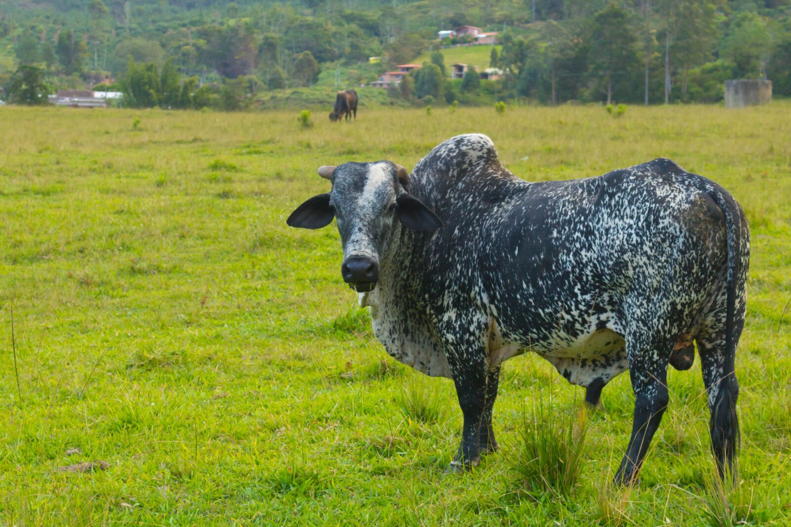 Canon EOS 750D (EOS Rebel T6i / EOS Kiss X8i) sample photo. Toro, livestock, animals photography