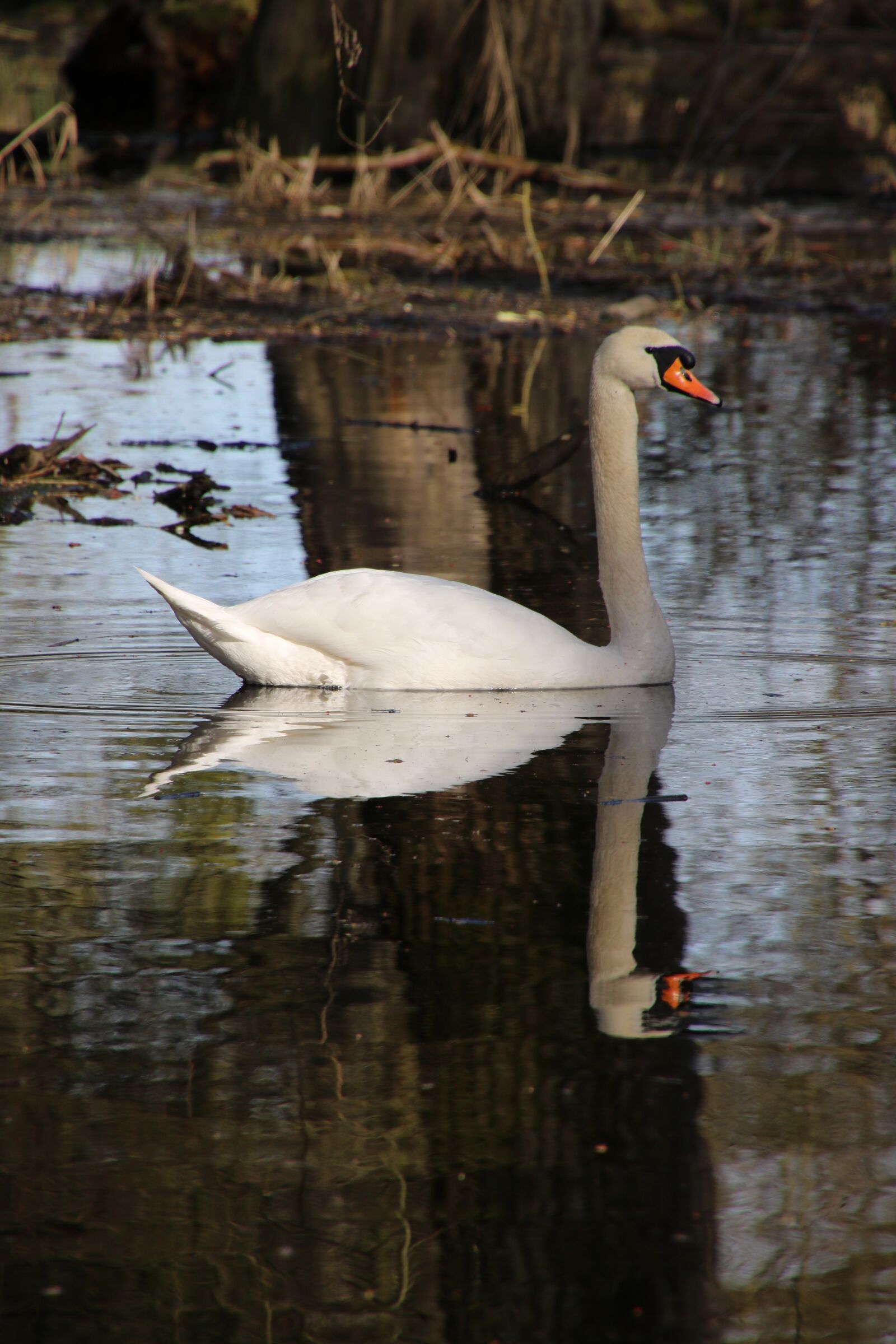 Canon EOS 760D (EOS Rebel T6s / EOS 8000D) sample photo. Swan, bird, waterfowl photography