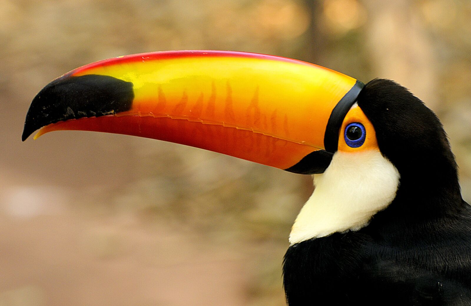 Nikon D300S sample photo. Toucan, bird, wild photography