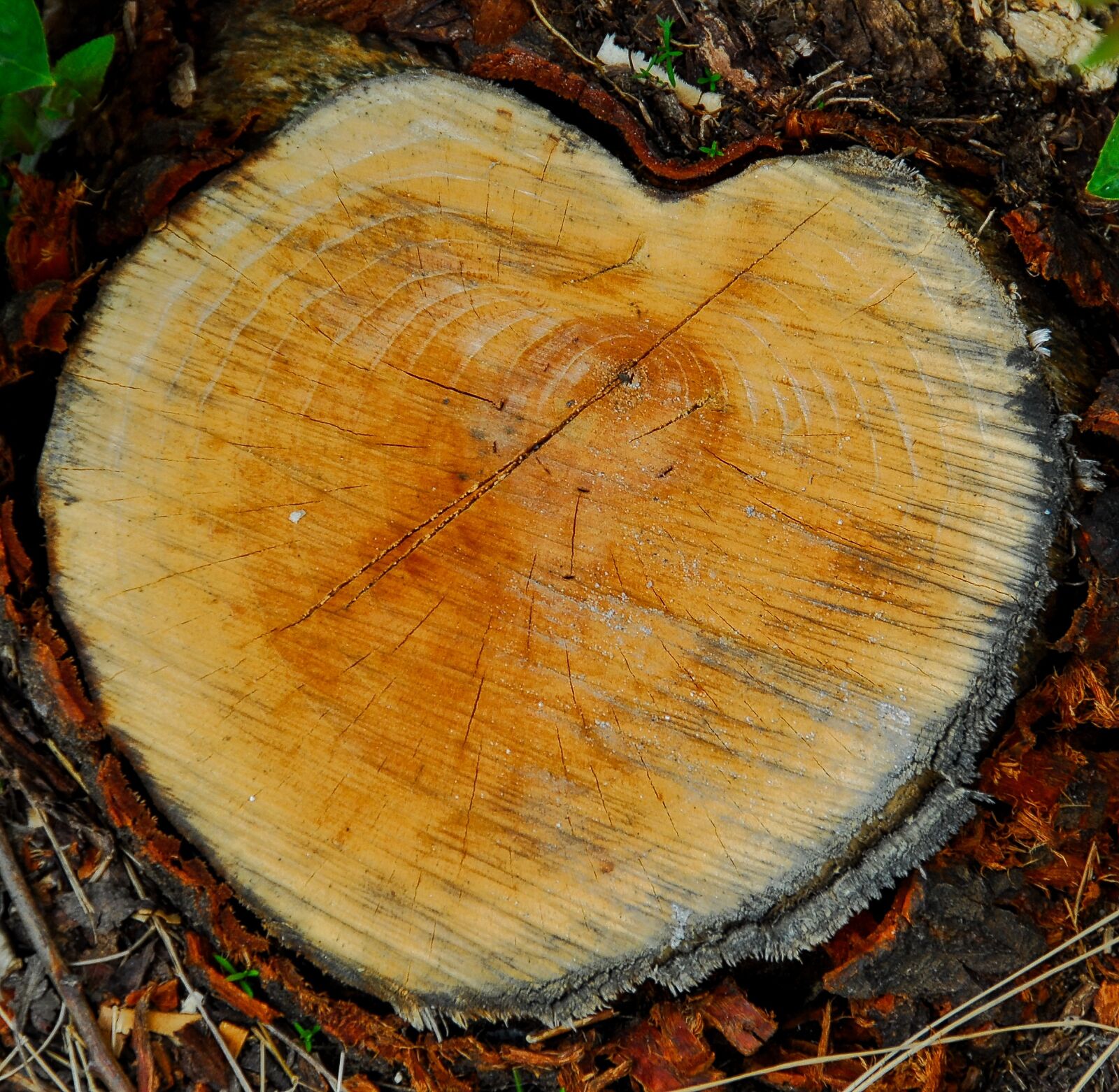 Nikon D200 sample photo. Heart, wood, love photography