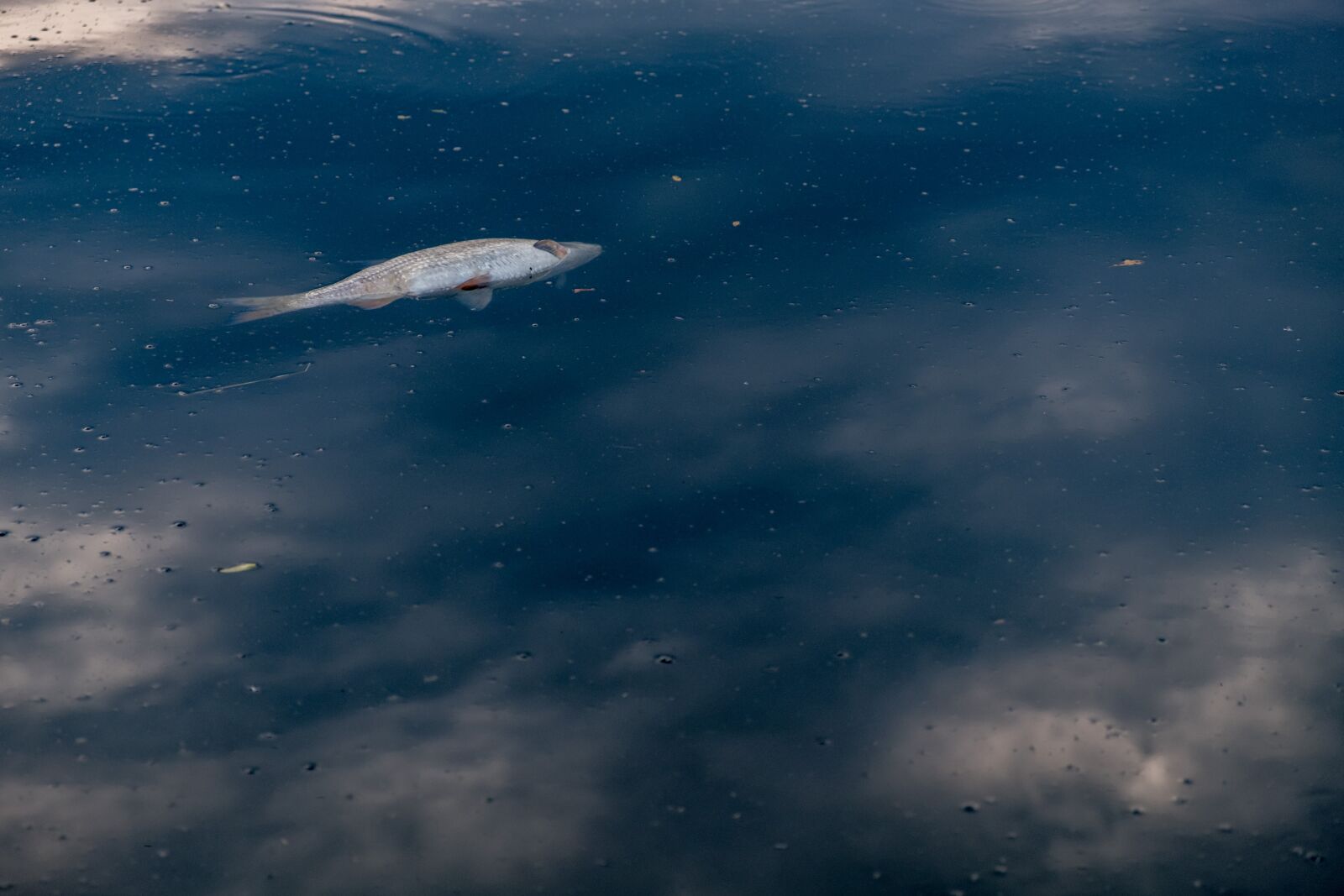 Fujifilm XF 18-55mm F2.8-4 R LM OIS sample photo. Fish, water, lake photography
