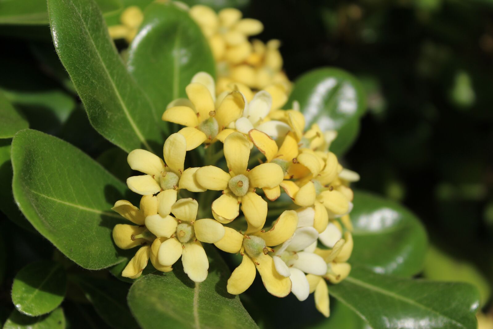 Canon EOS 1300D (EOS Rebel T6 / EOS Kiss X80) sample photo. Flower, natural, spring photography