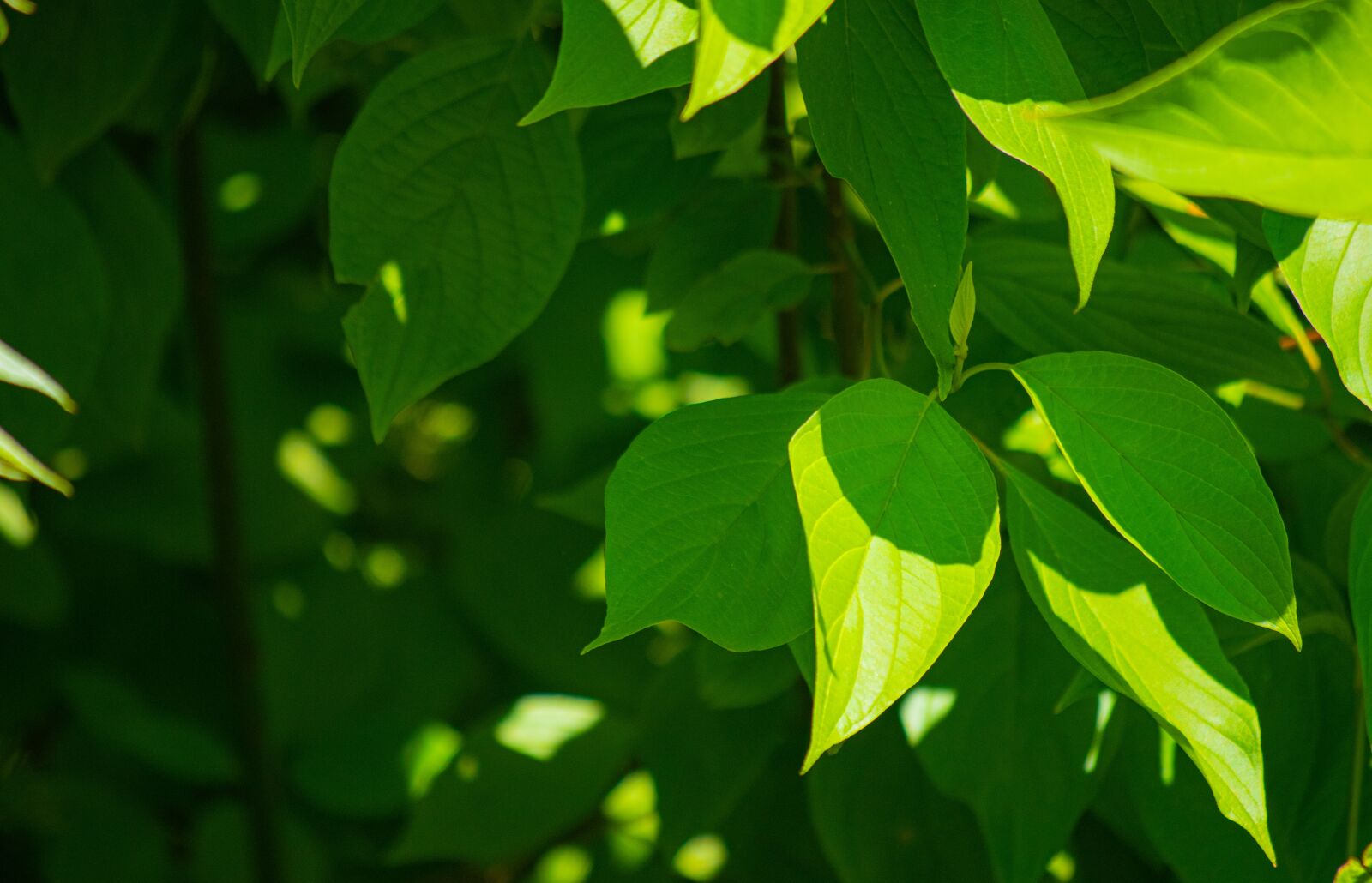Nikon D5500 sample photo. Leaves, background, summer photography