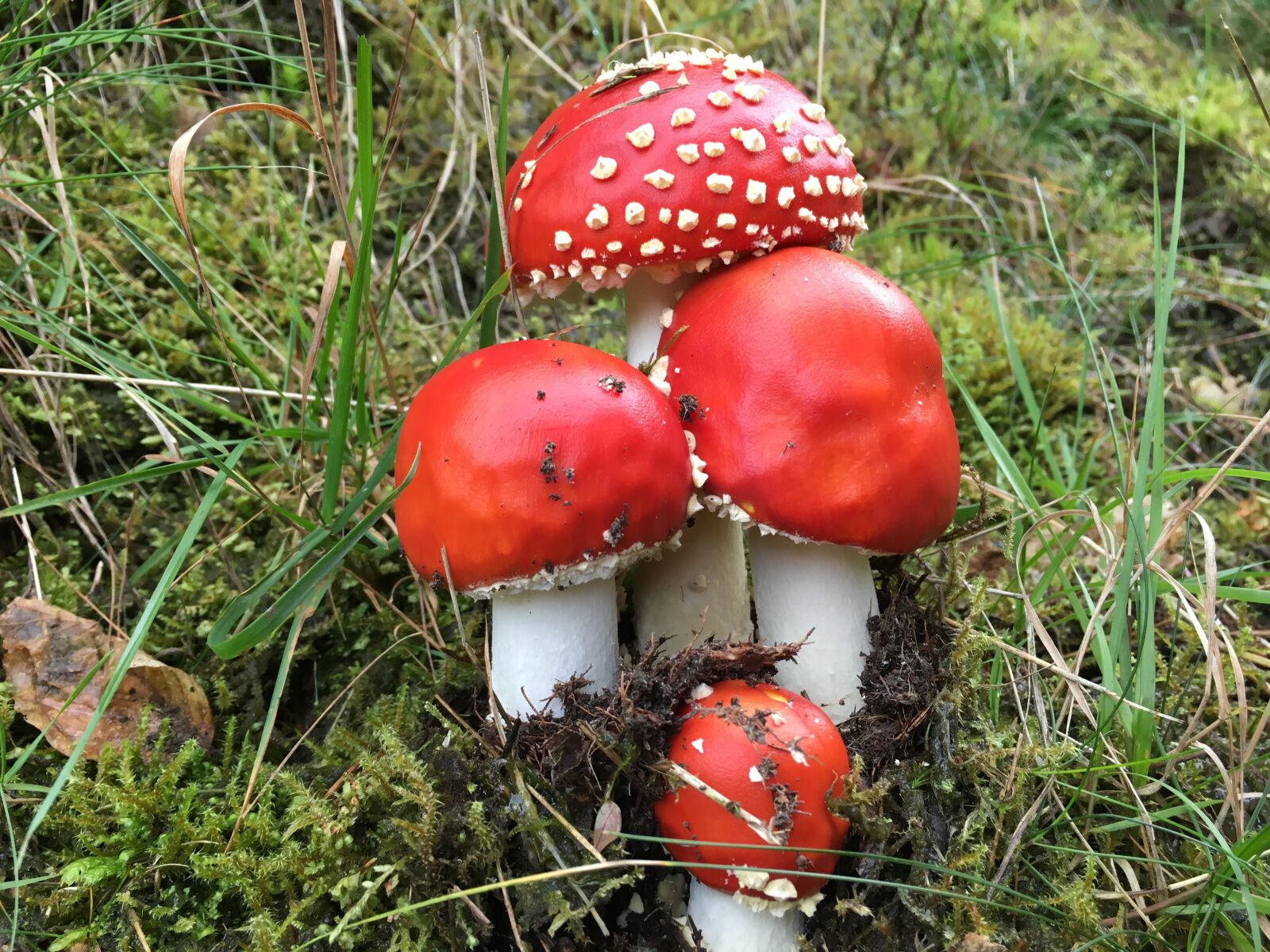 Apple iPhone 6s sample photo. Mushroom, forest, toxic photography
