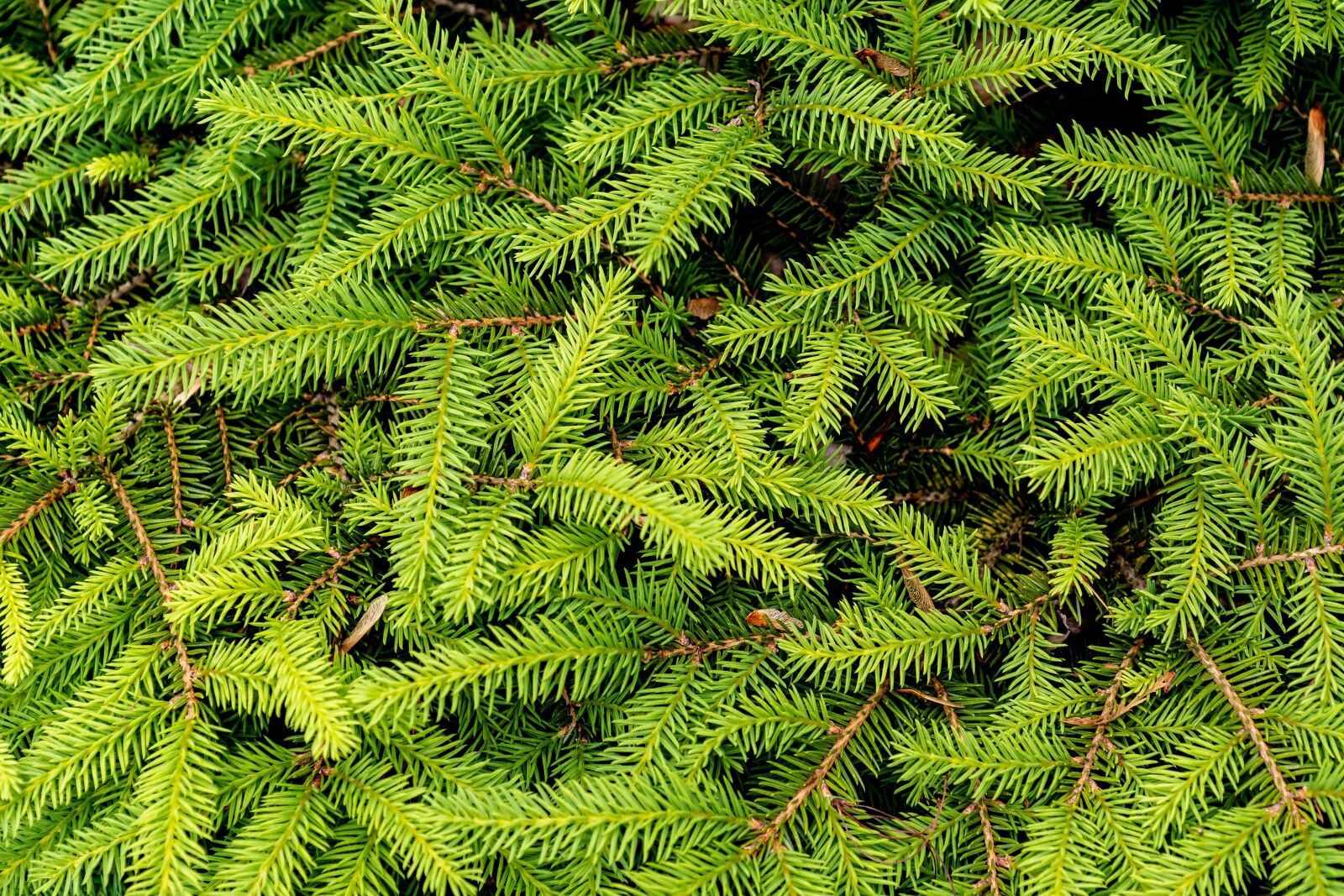 Nikon D500 sample photo. Fir tree, green, forest photography