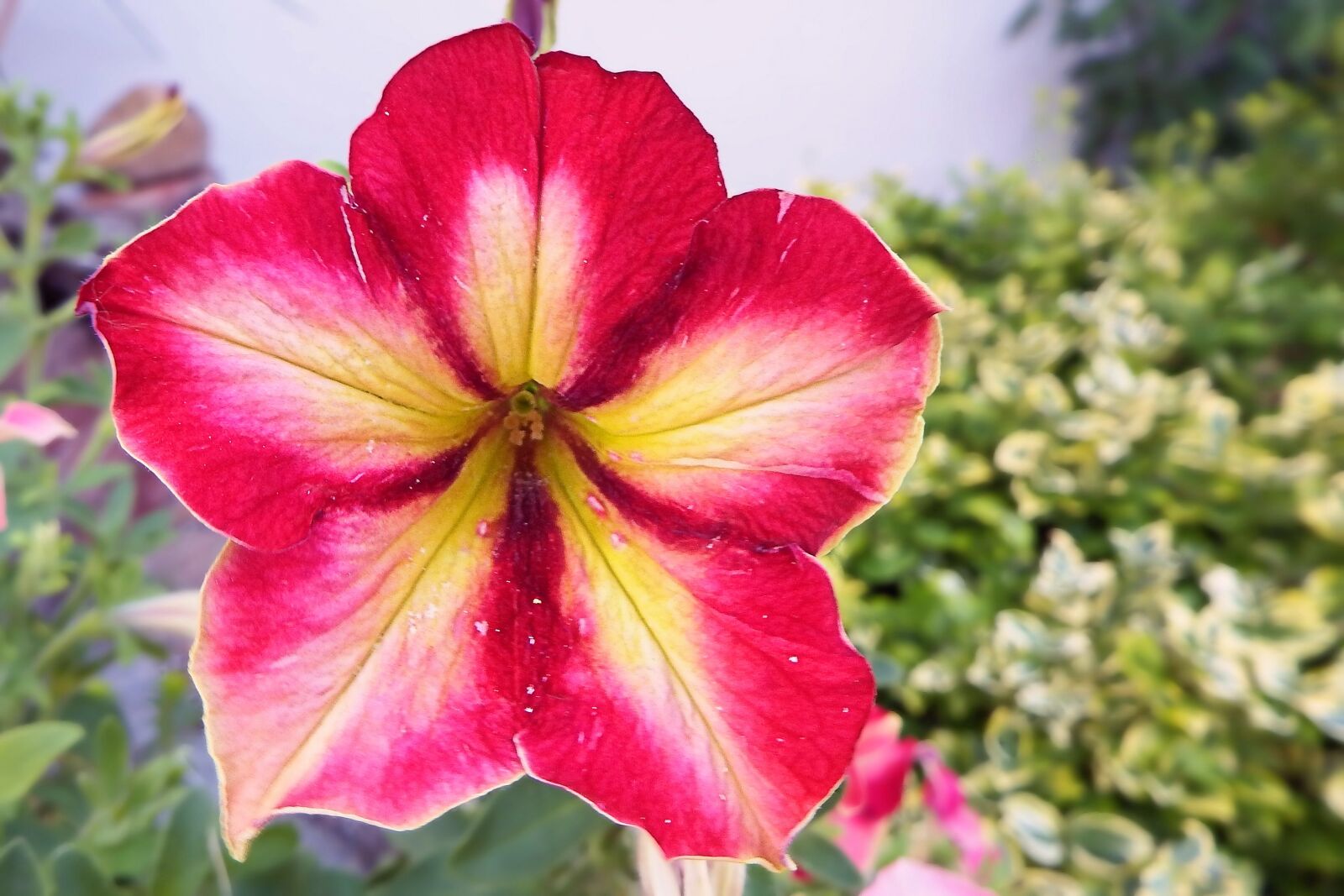 Fujifilm FinePix SL1000 sample photo. Petunia, blossom, bloom photography