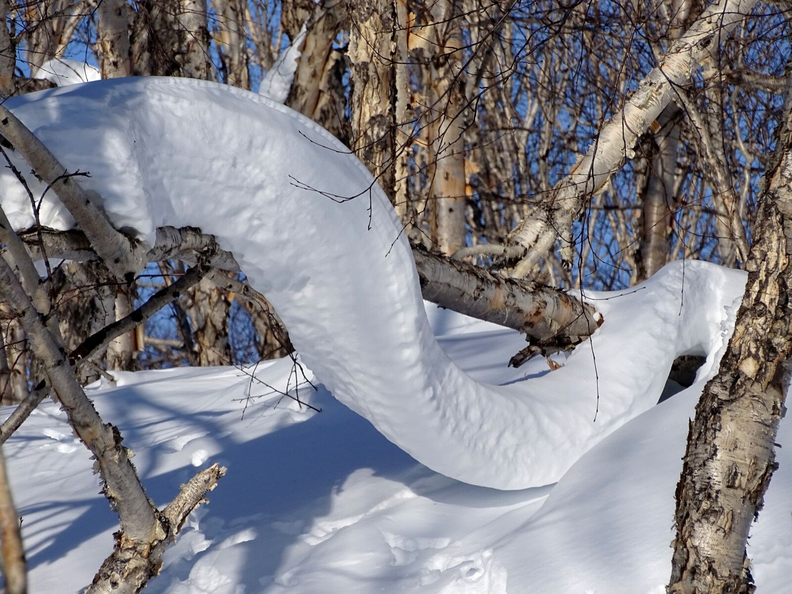 Sony DSC-HX400 sample photo. Forest, snowdrift, snow cap photography