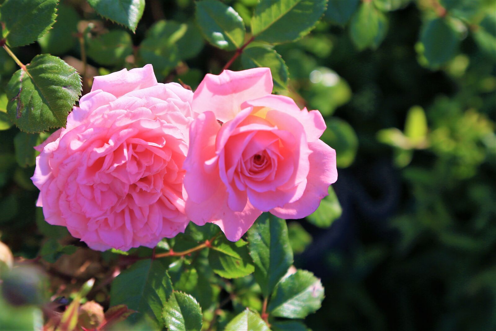 Canon EOS 5D Mark III sample photo. Rose, roses, pink photography