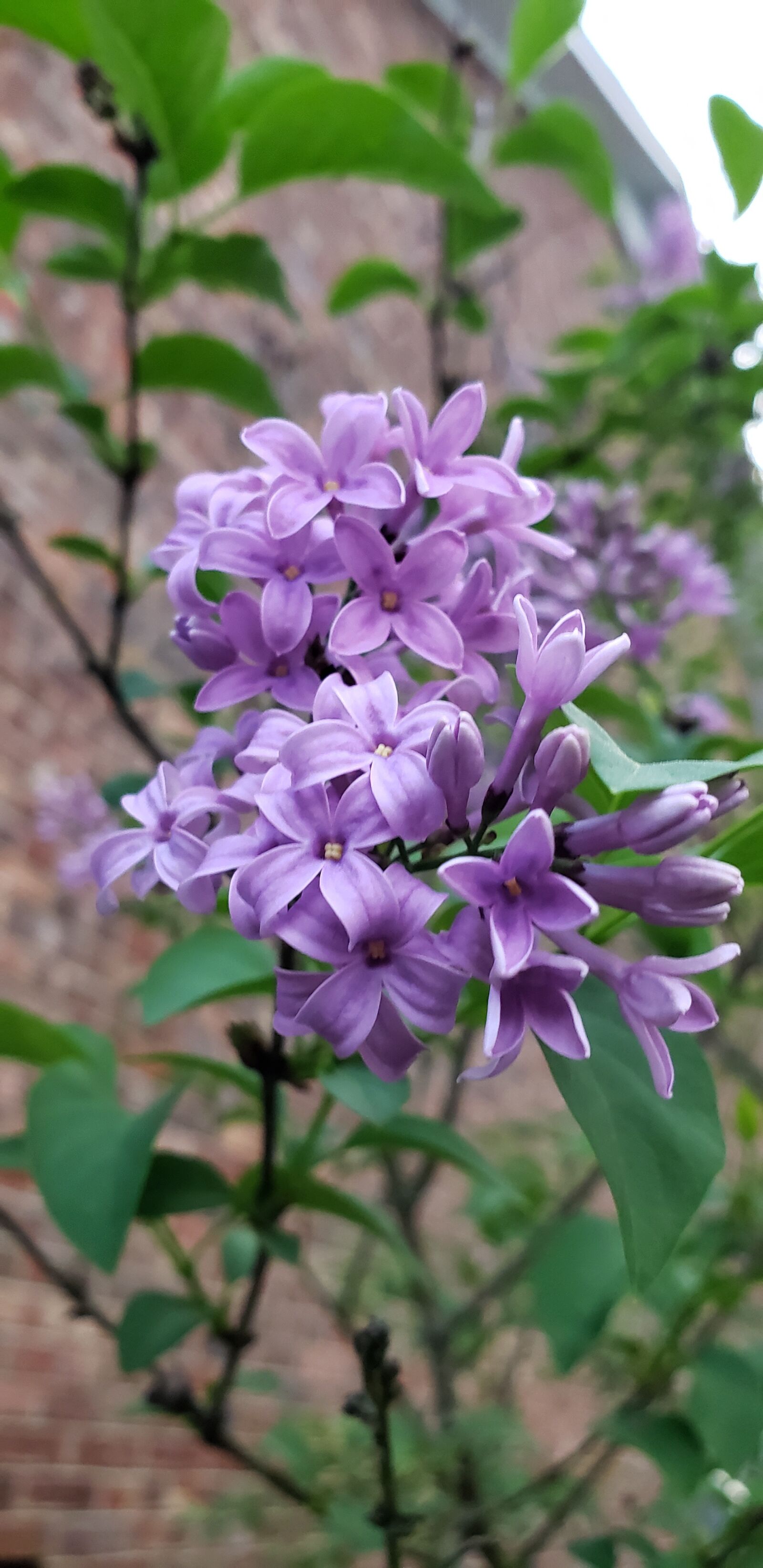 Samsung Galaxy S9+ sample photo. Lilac, tree, purple photography