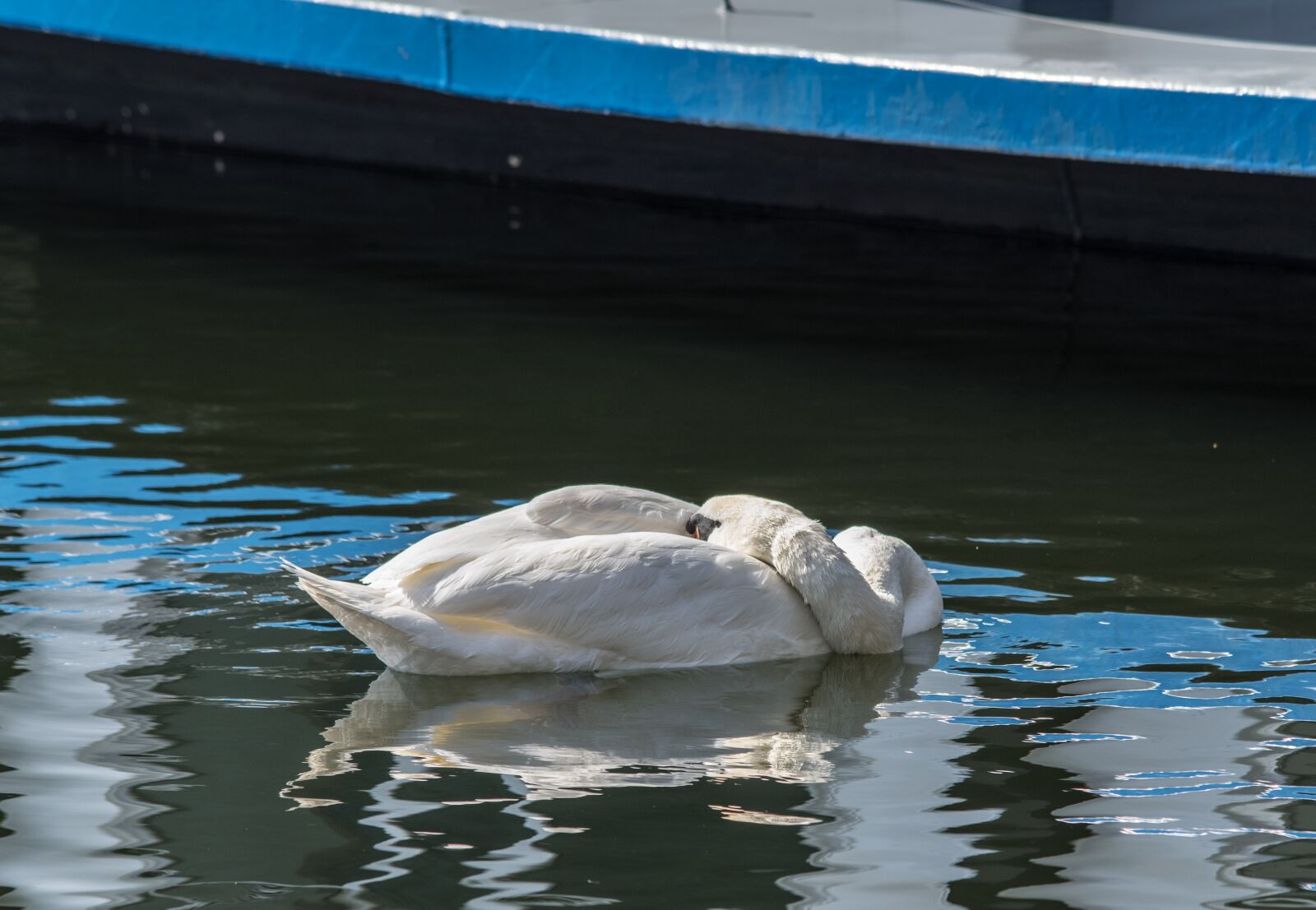 Pentax K-3 + Tamron SP AF 70-200mm F2.8 Di LD (IF) MACRO sample photo. Swan, rest, water photography