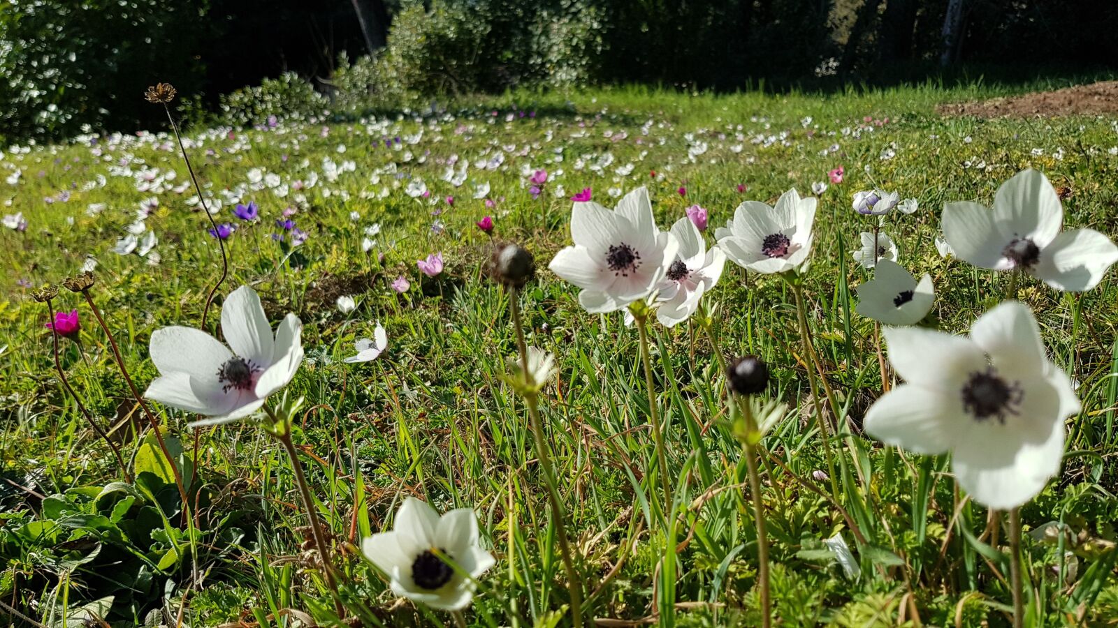 Samsung Galaxy S8 sample photo. Flowers, white flowers, spring photography