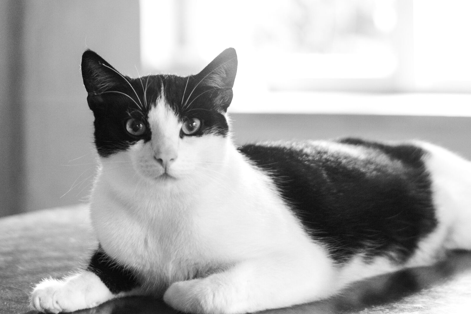 Nikon D5200 sample photo. Cat, kitten, domestic cat photography
