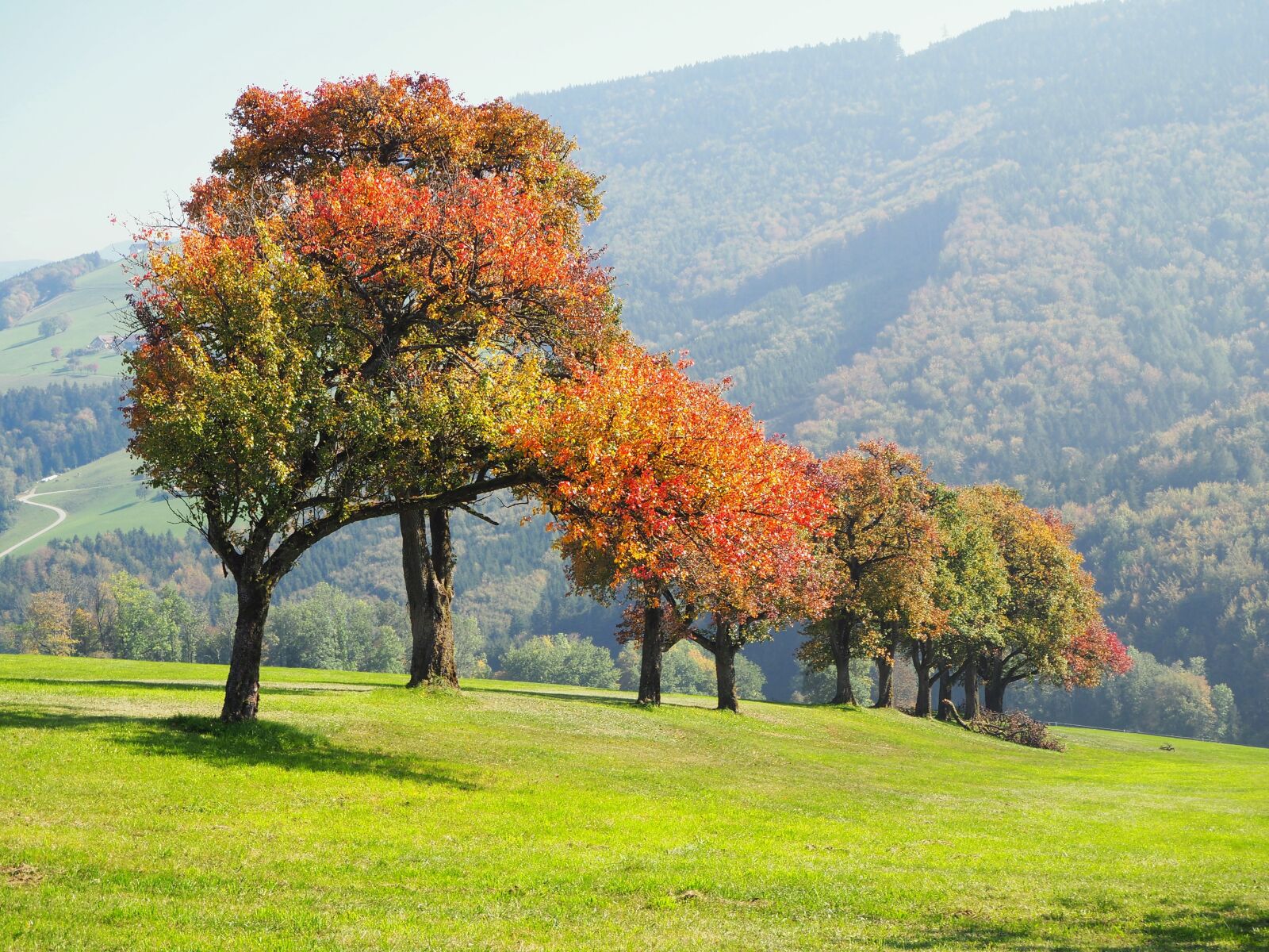Olympus OM-D E-M10 II sample photo. Nature, landscape, autumn photography
