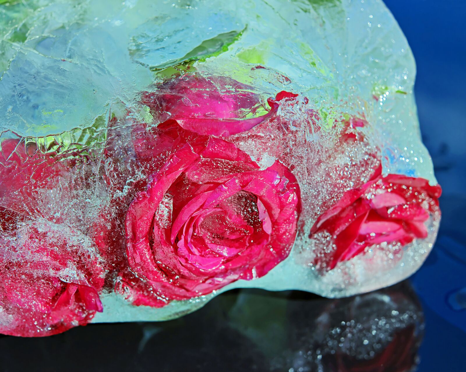 Fujifilm X-T10 + Fujifilm XF 35mm F1.4 R sample photo. Roses, noble roses, bloom photography