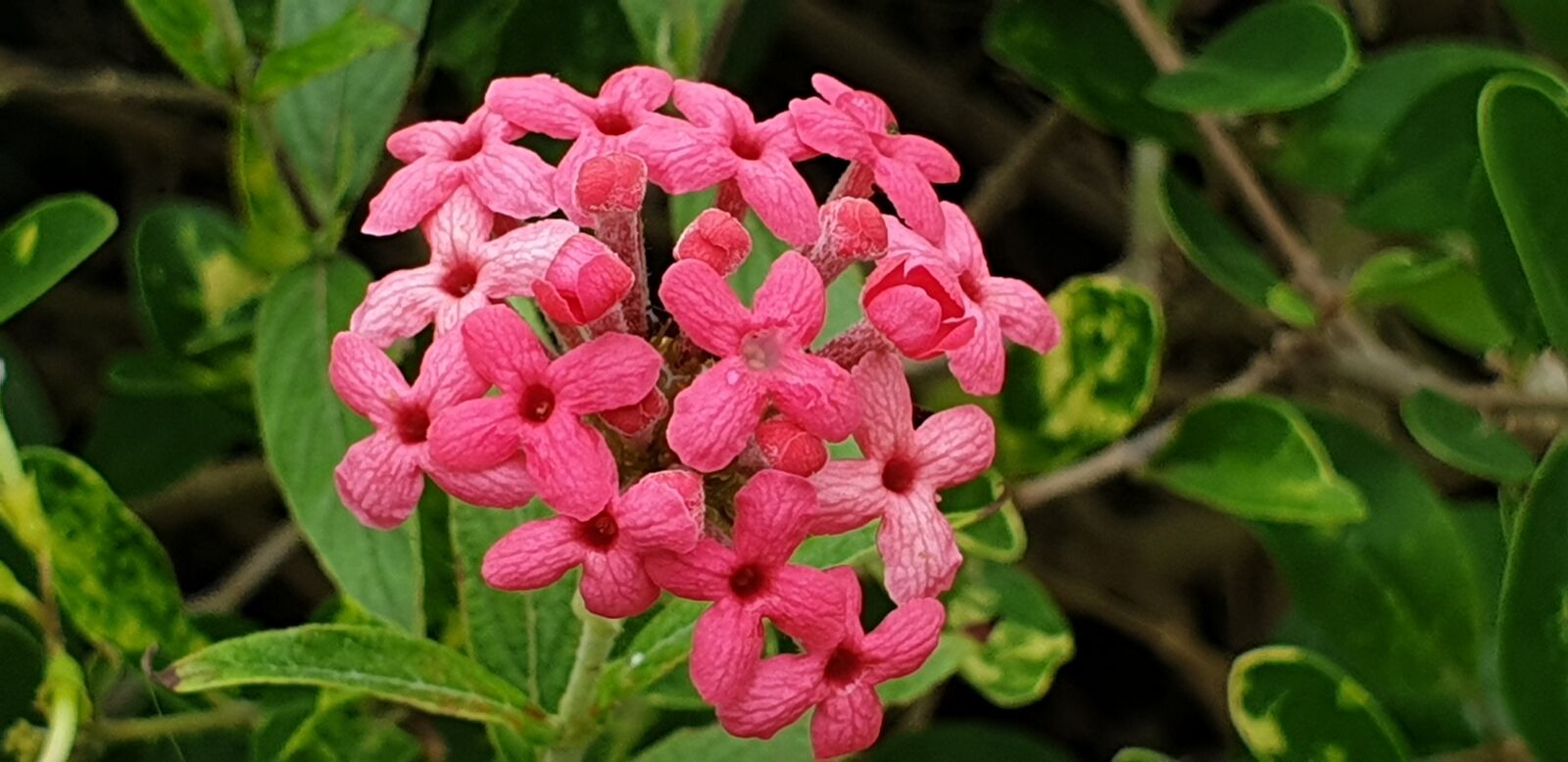Samsung Galaxy Note9 sample photo. Pink, small bunch, flower photography