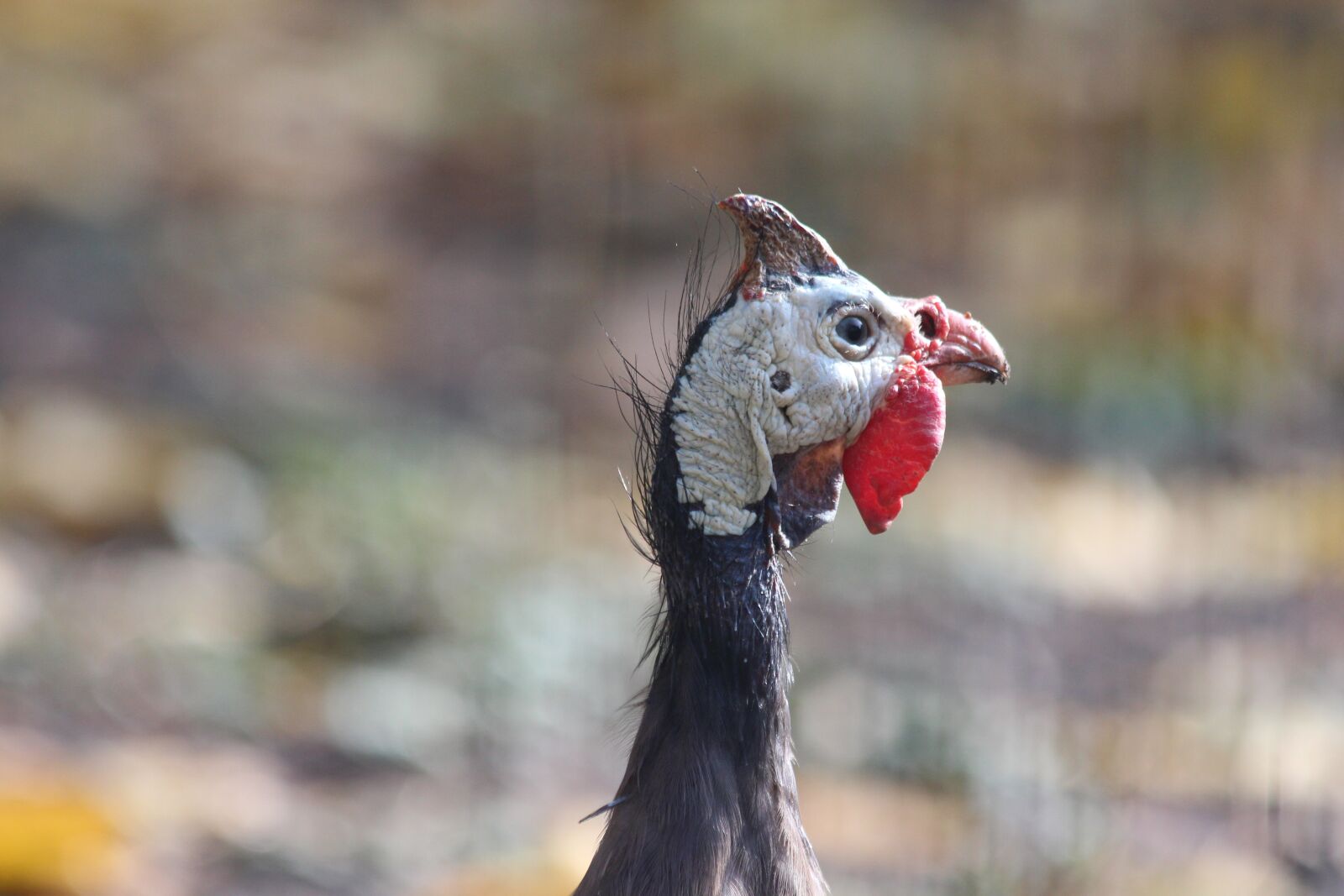 Canon EOS 650D (EOS Rebel T4i / EOS Kiss X6i) sample photo. Guinea fowl, bird, poultry photography