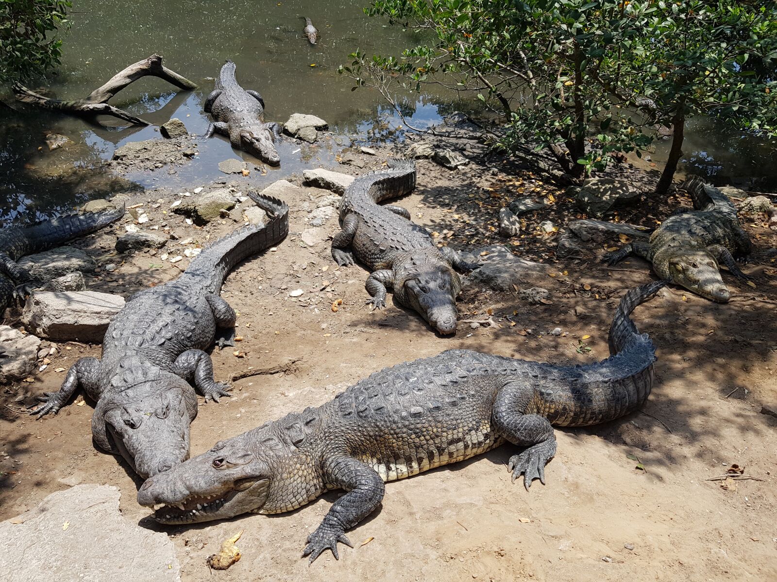 Samsung Galaxy S8 sample photo. Crocodiles, tampico, lagoon of photography