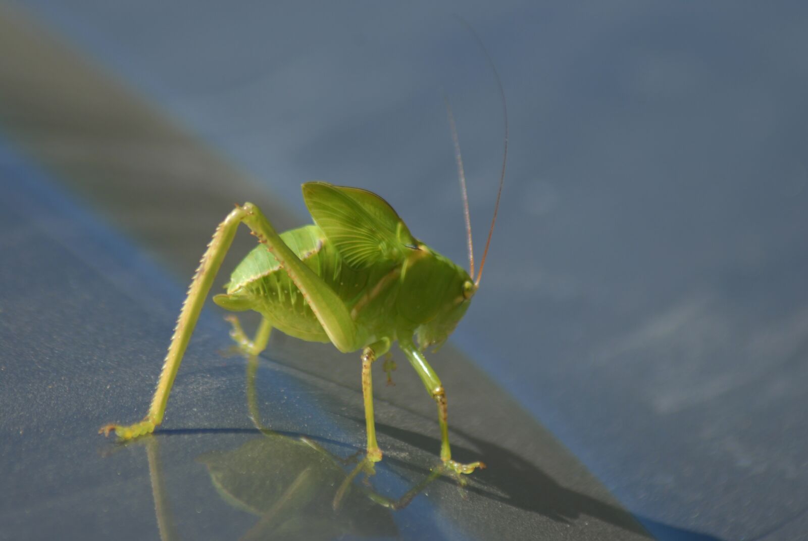 Nikon D200 sample photo. Insect, pins, strange insect photography