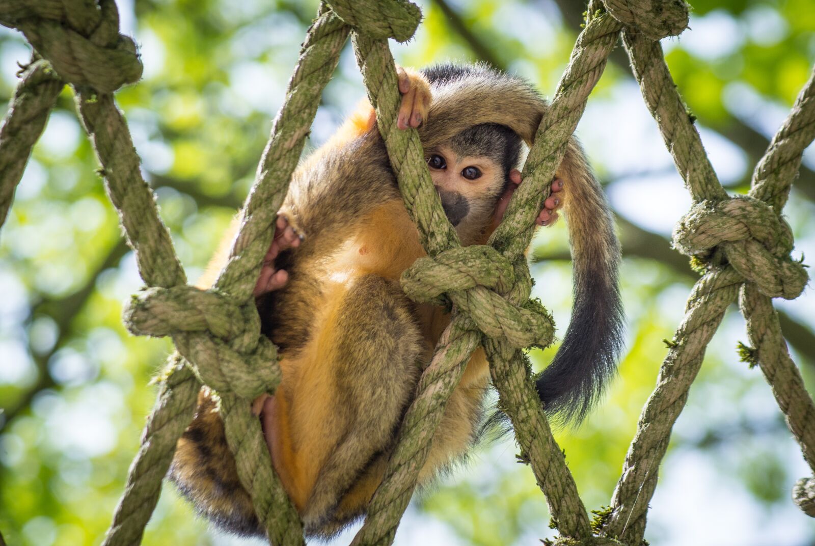 Nikon D610 sample photo. Squirrel monkey, curious, looking photography