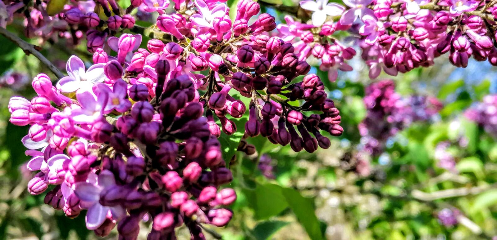 HUAWEI P30 LITE sample photo. Bright, luxurious, flowering photography