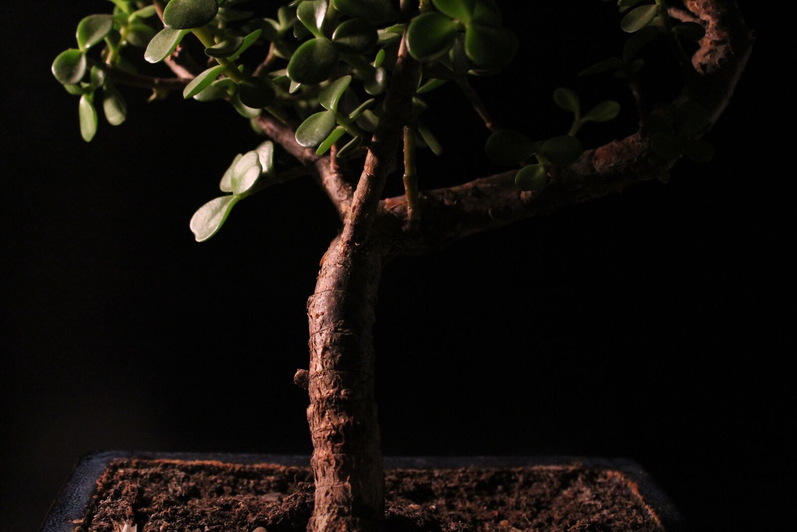 Canon EOS 1100D (EOS Rebel T3 / EOS Kiss X50) sample photo. Bonsai, plant, shadow play photography