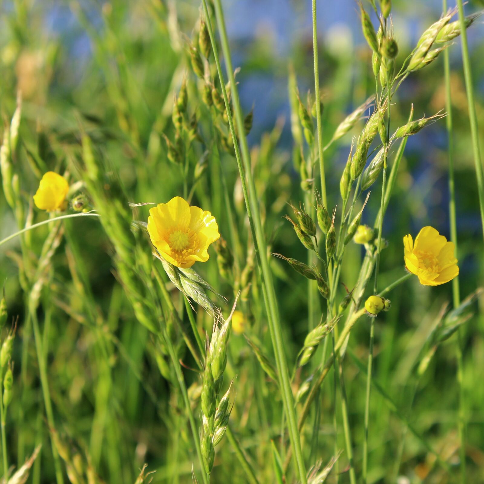 Canon EOS 600D (Rebel EOS T3i / EOS Kiss X5) sample photo. Meadow, grasses, nature photography