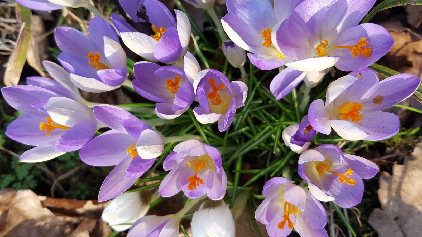 Samsung Galaxy S6 sample photo. Crocus, spring, flower photography