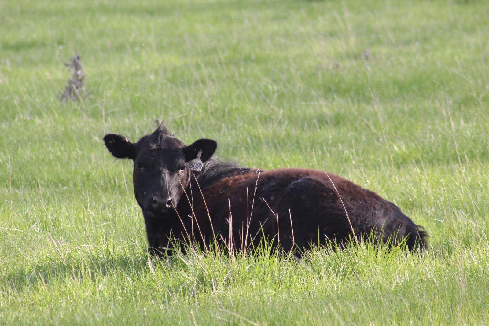 Canon EOS 1300D (EOS Rebel T6 / EOS Kiss X80) sample photo. Mammal, grass, hayfield photography