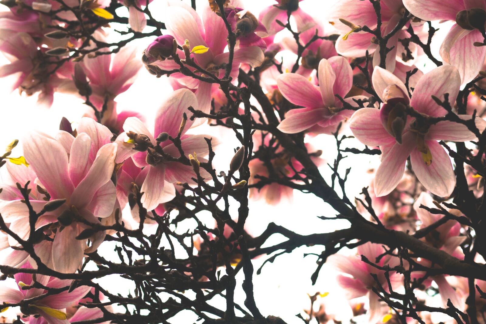 Canon PowerShot G7 X sample photo. Flower, pink, magnolia photography