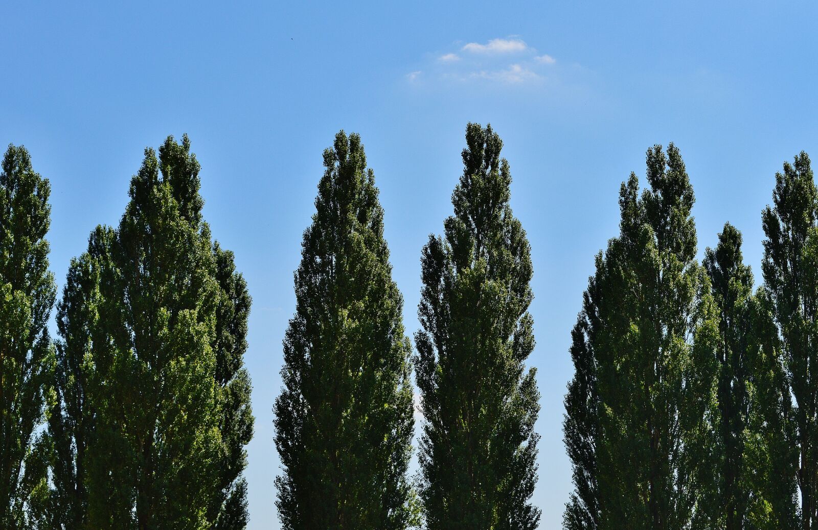 Nikon D3200 sample photo. Trees, sky, clouds photography
