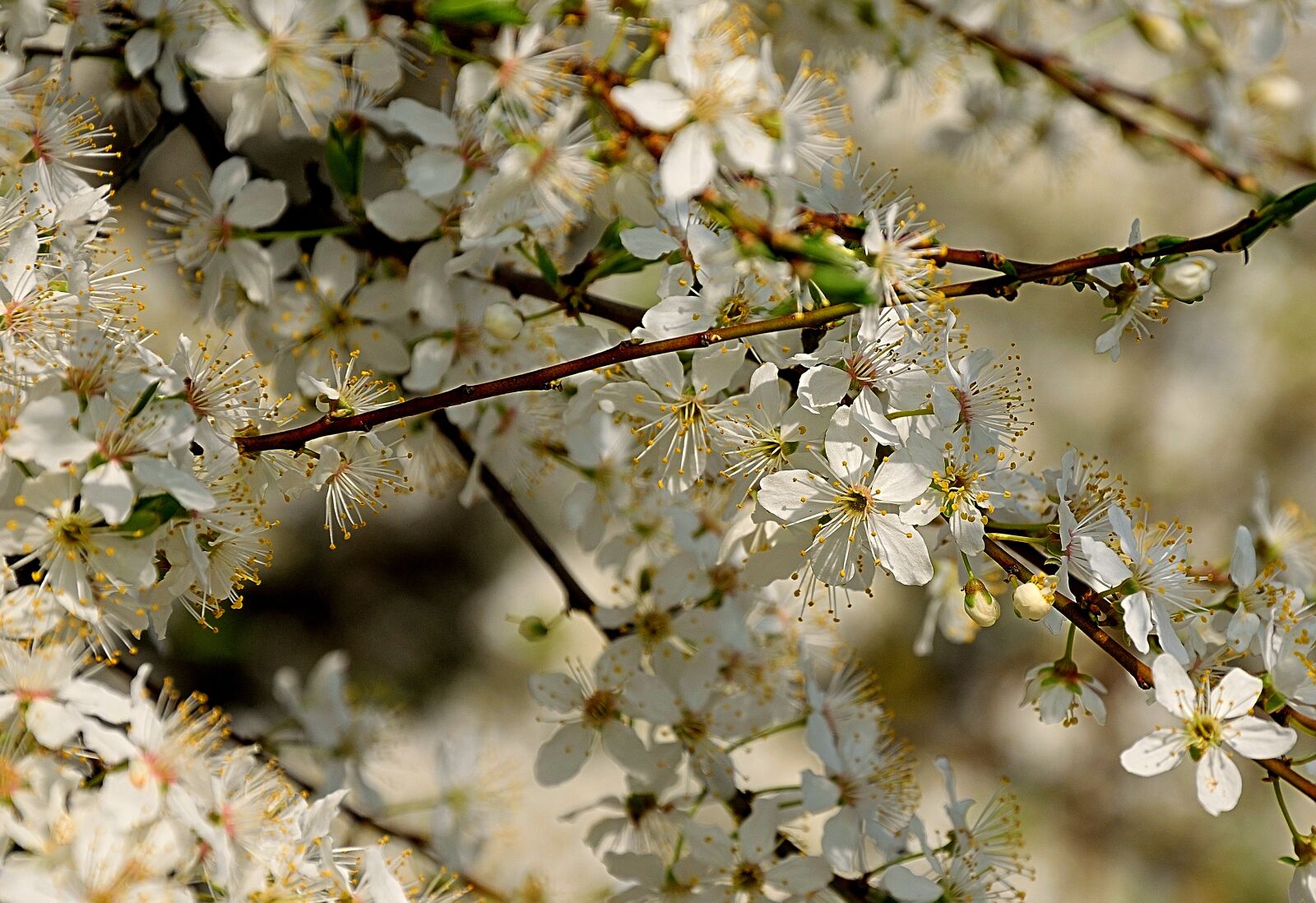 Nikon D3300 sample photo. Flowering bushes, spring, white photography