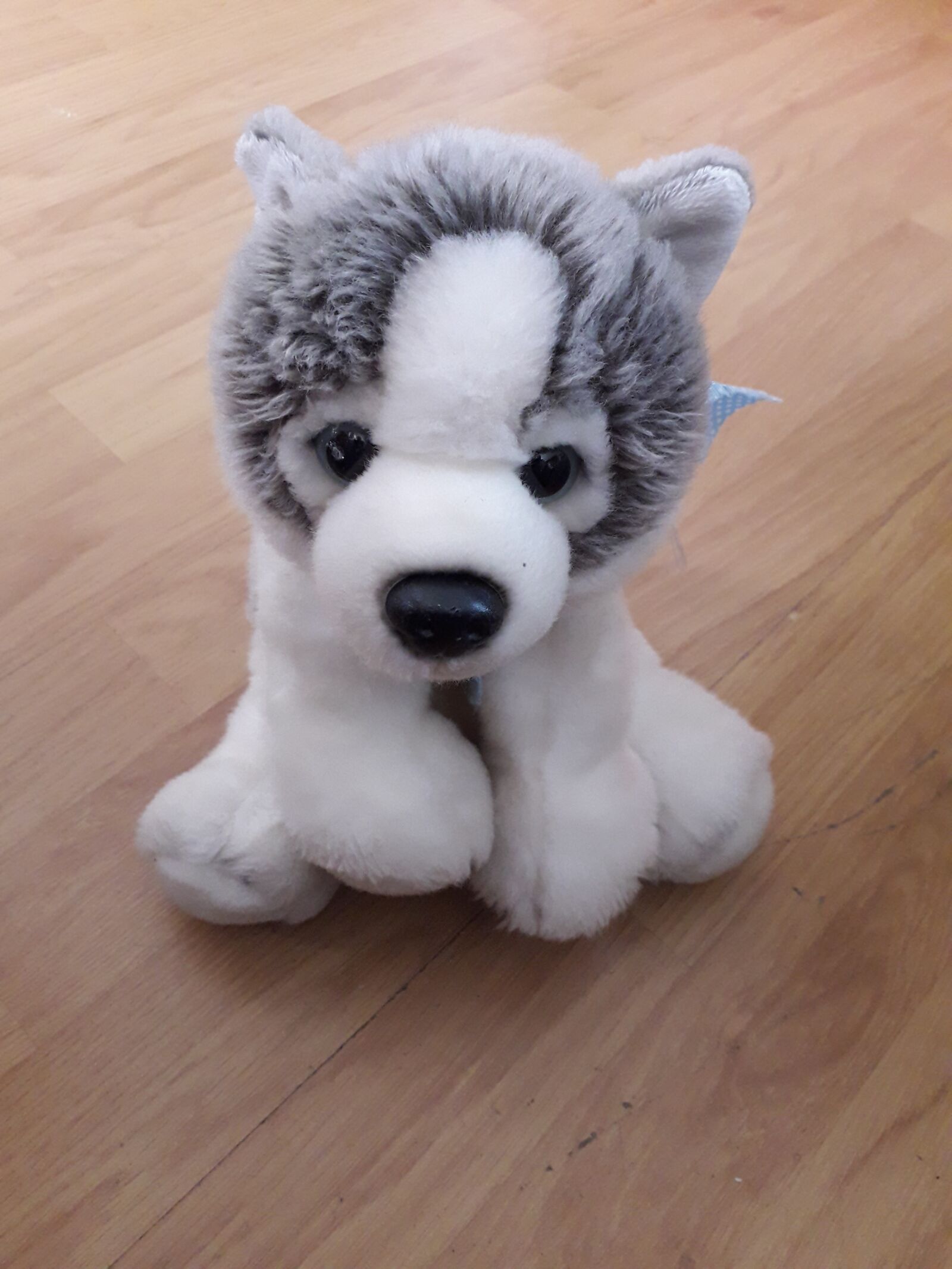 Samsung Galaxy J6 sample photo. Toy dog, dog, toys photography