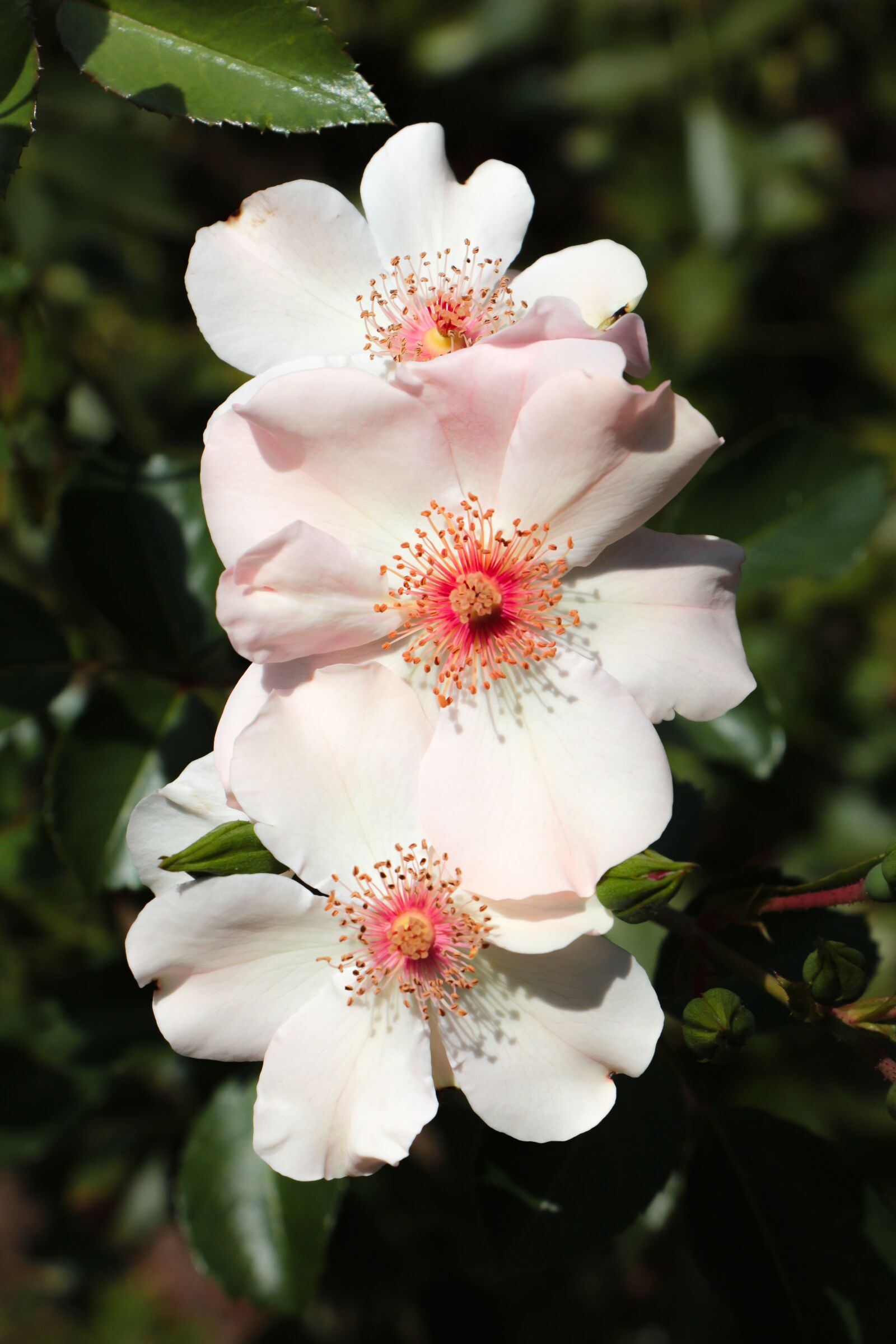Canon EOS 700D (EOS Rebel T5i / EOS Kiss X7i) sample photo. Wild rose, flowers, plant photography