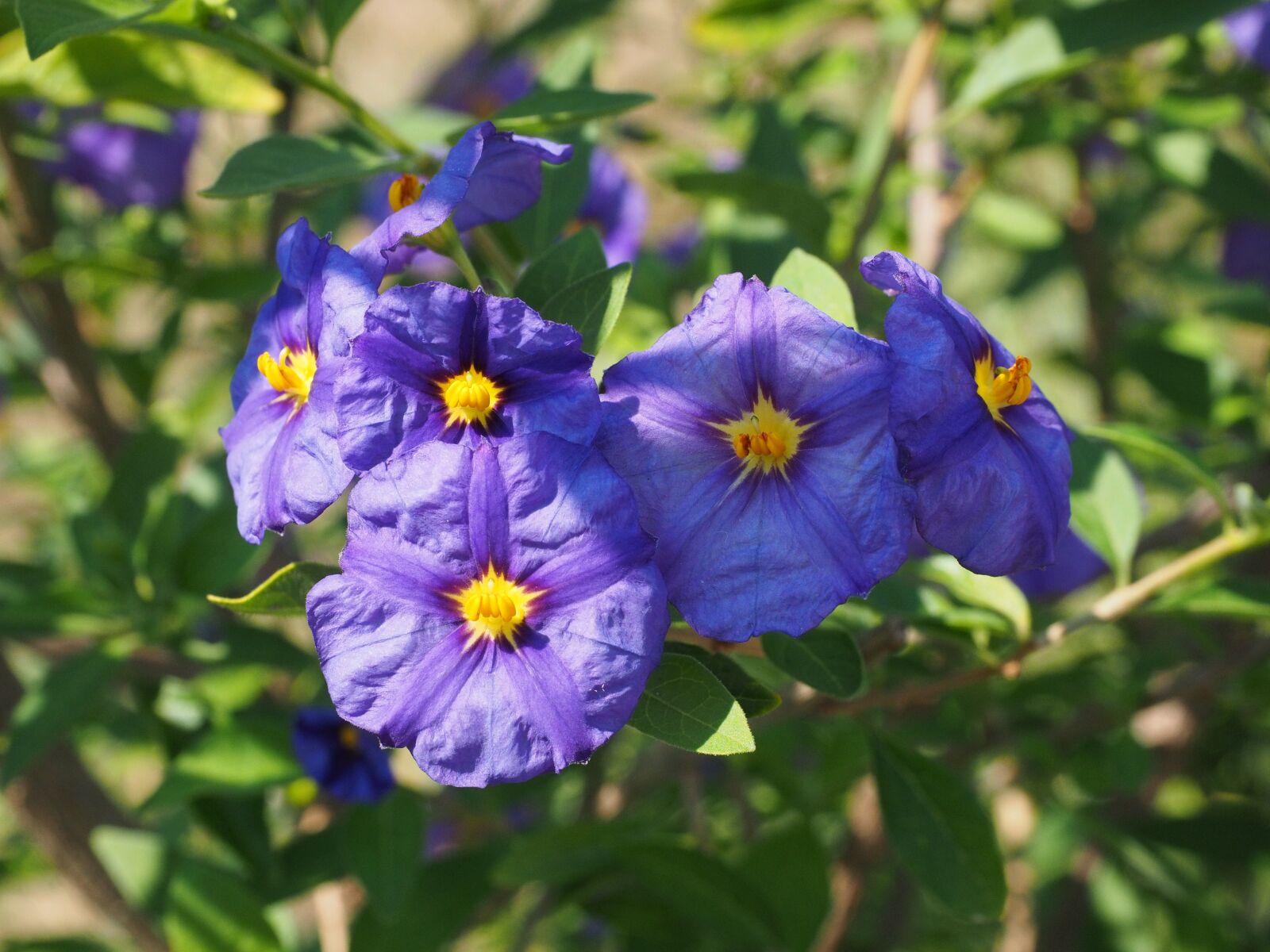 Olympus OM-D E-M1 + Olympus M.Zuiko Digital ED 12-40mm F2.8 Pro sample photo. Flowers, violet, bush photography