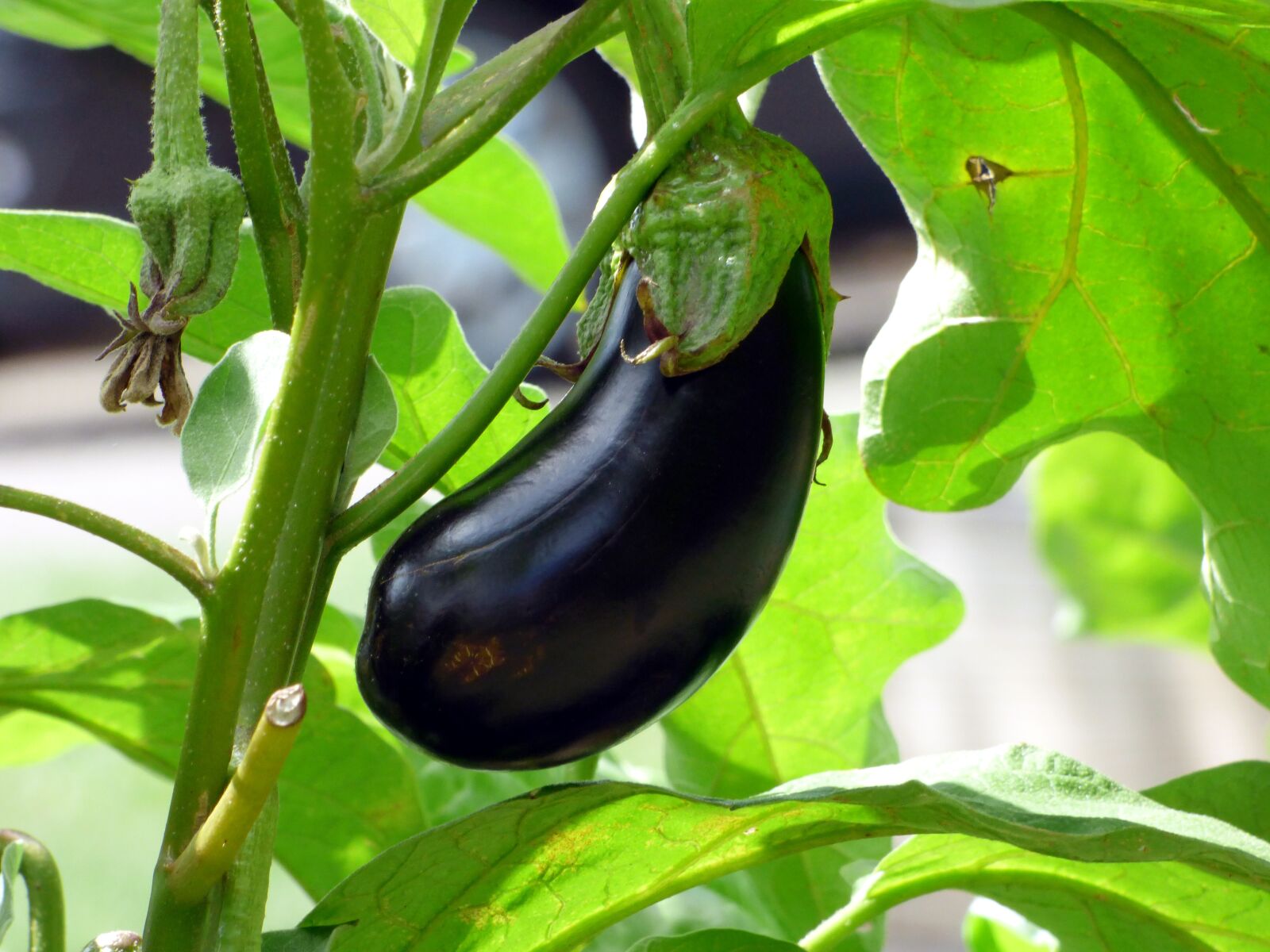 Panasonic DMC-FZ72 sample photo. Vegetable, eggplant, food photography