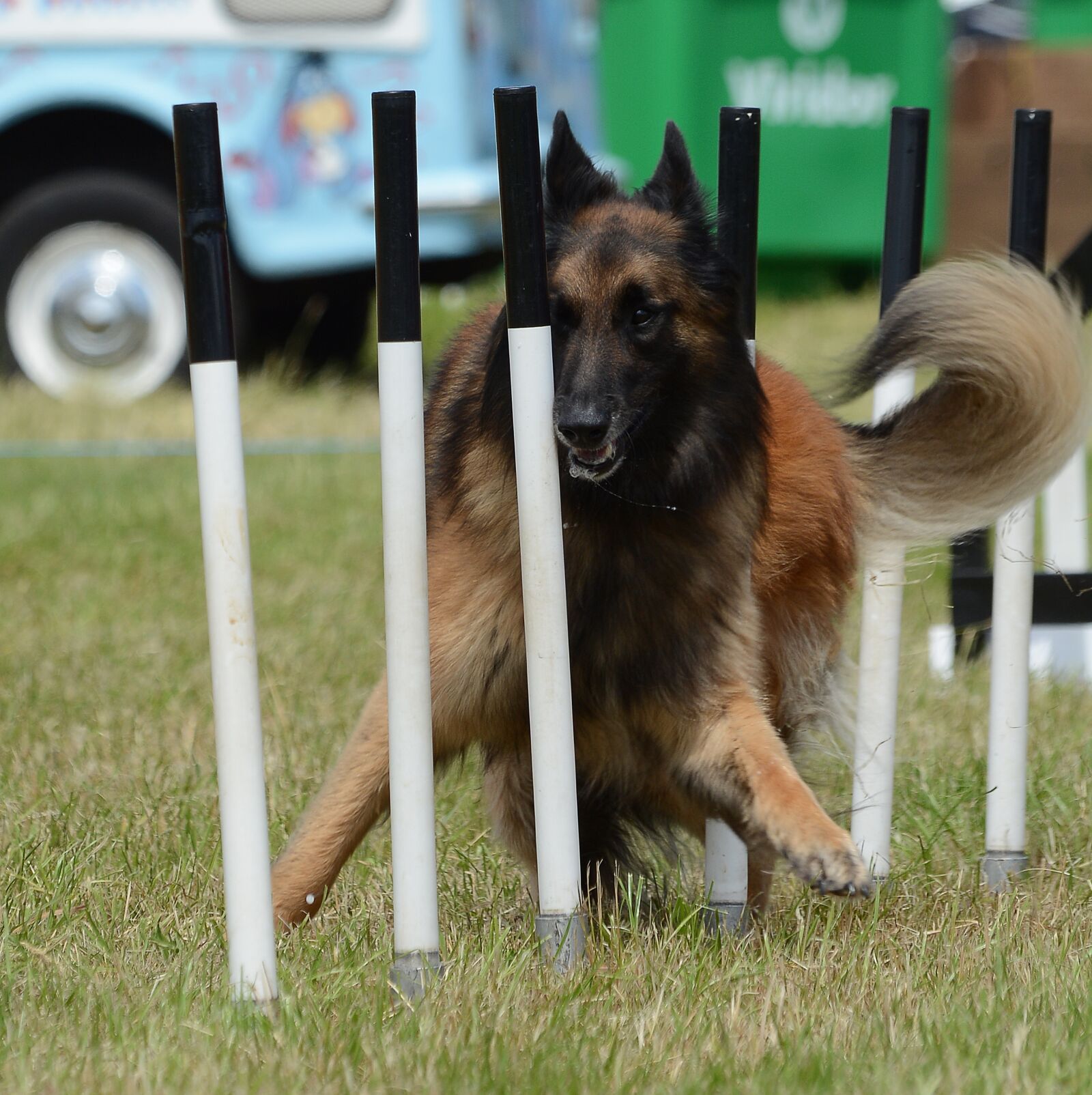 Nikon D7100 sample photo. Agility, dog, belgian shepherd photography