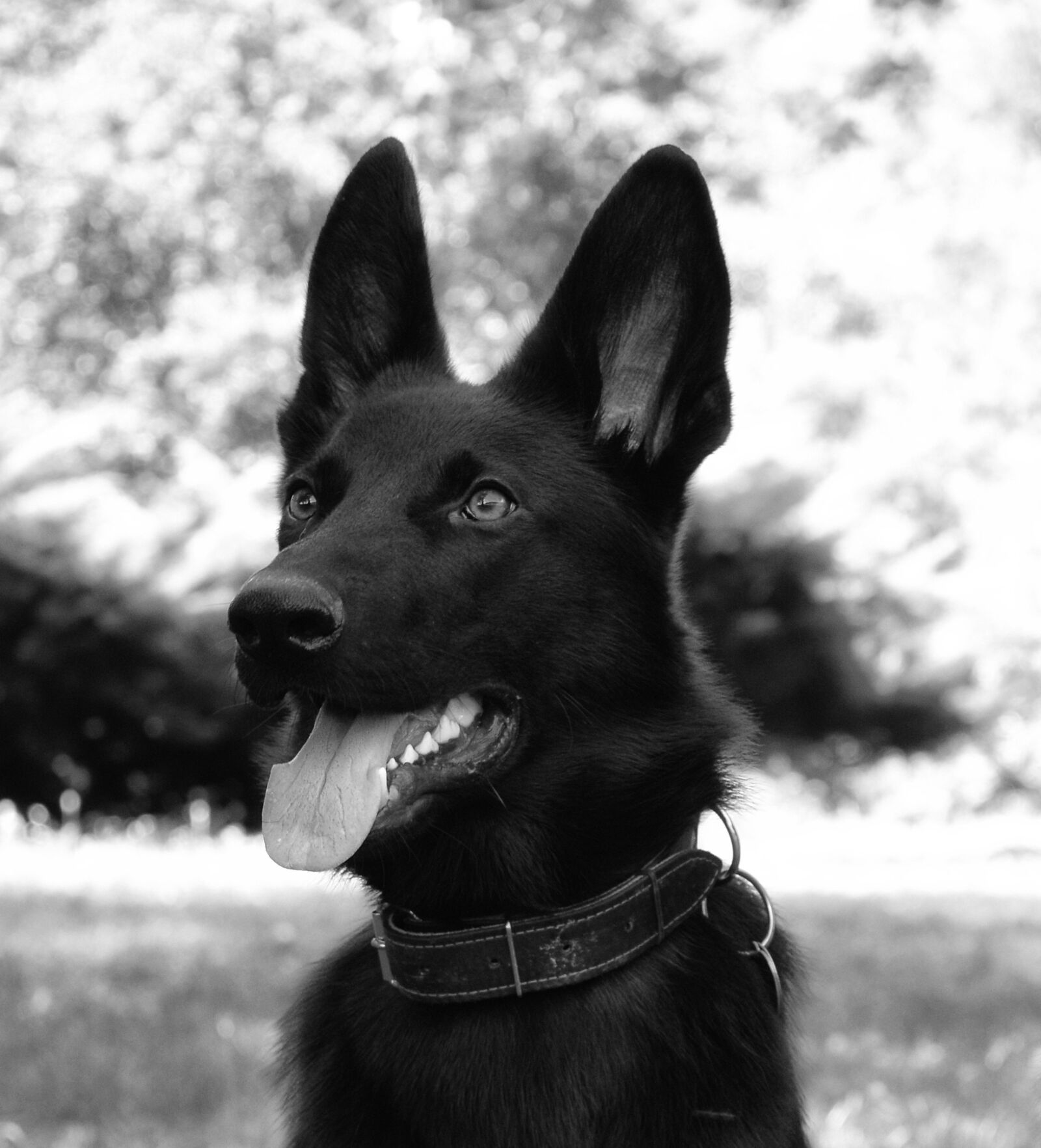 Nikon D3200 sample photo. Dog, zvierata, german ovciak photography