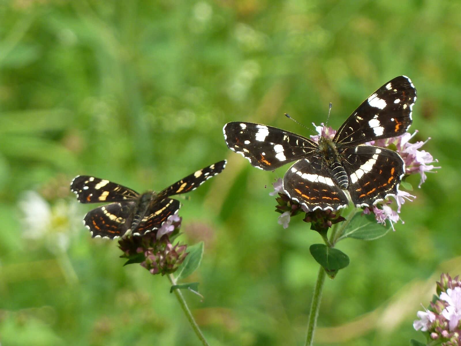 Panasonic Lumix DMC-ZS5 (Lumix DMC-TZ8) sample photo. Two butterflies, butterfly, black photography