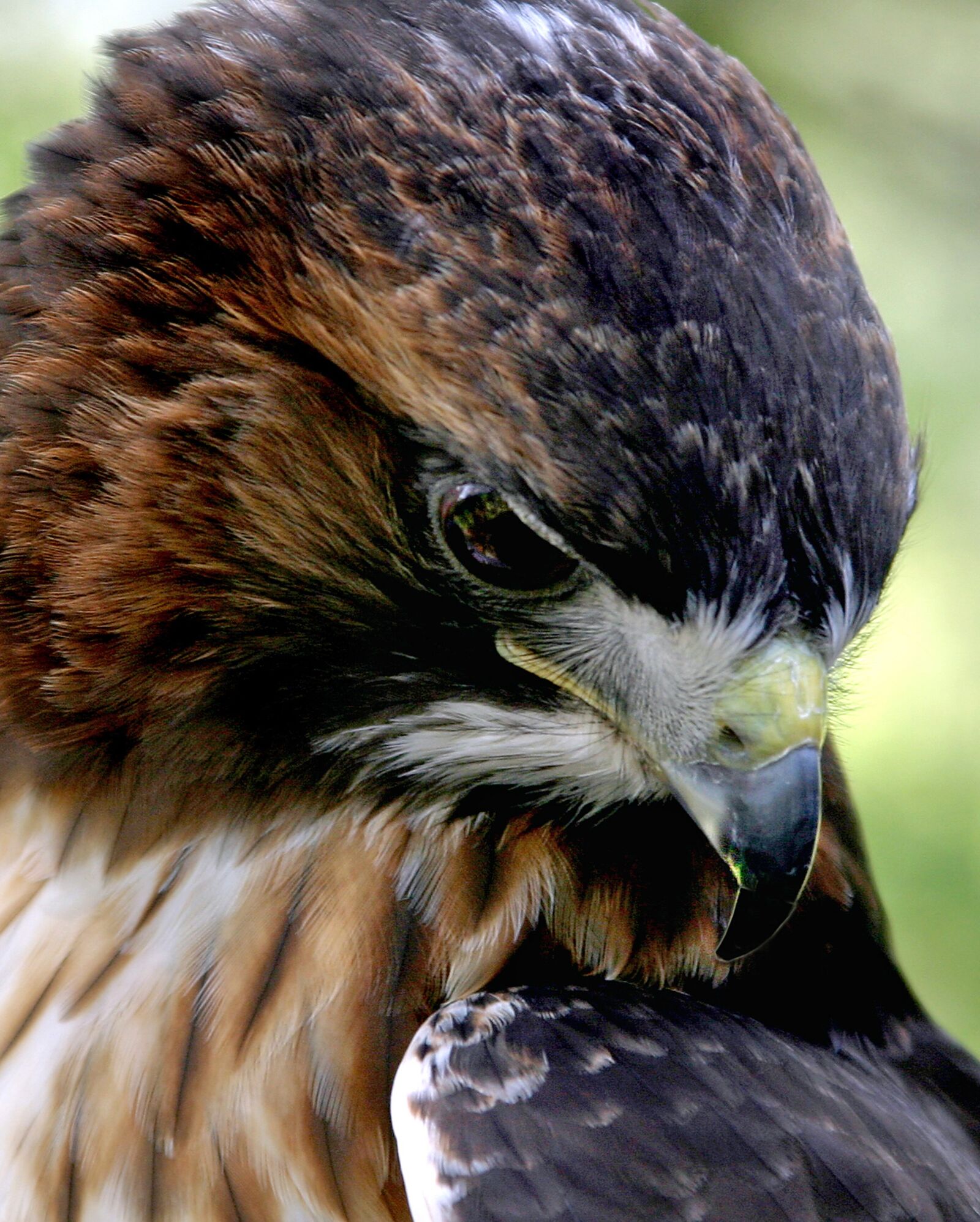 Canon EOS 10D sample photo. Hawk, raptor, bird photography