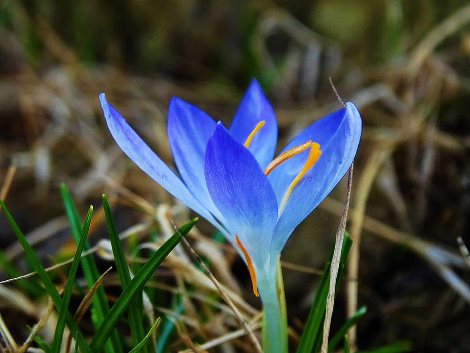 Sony Cyber-shot DSC-HX300 sample photo. Flower, crocus, spring photography