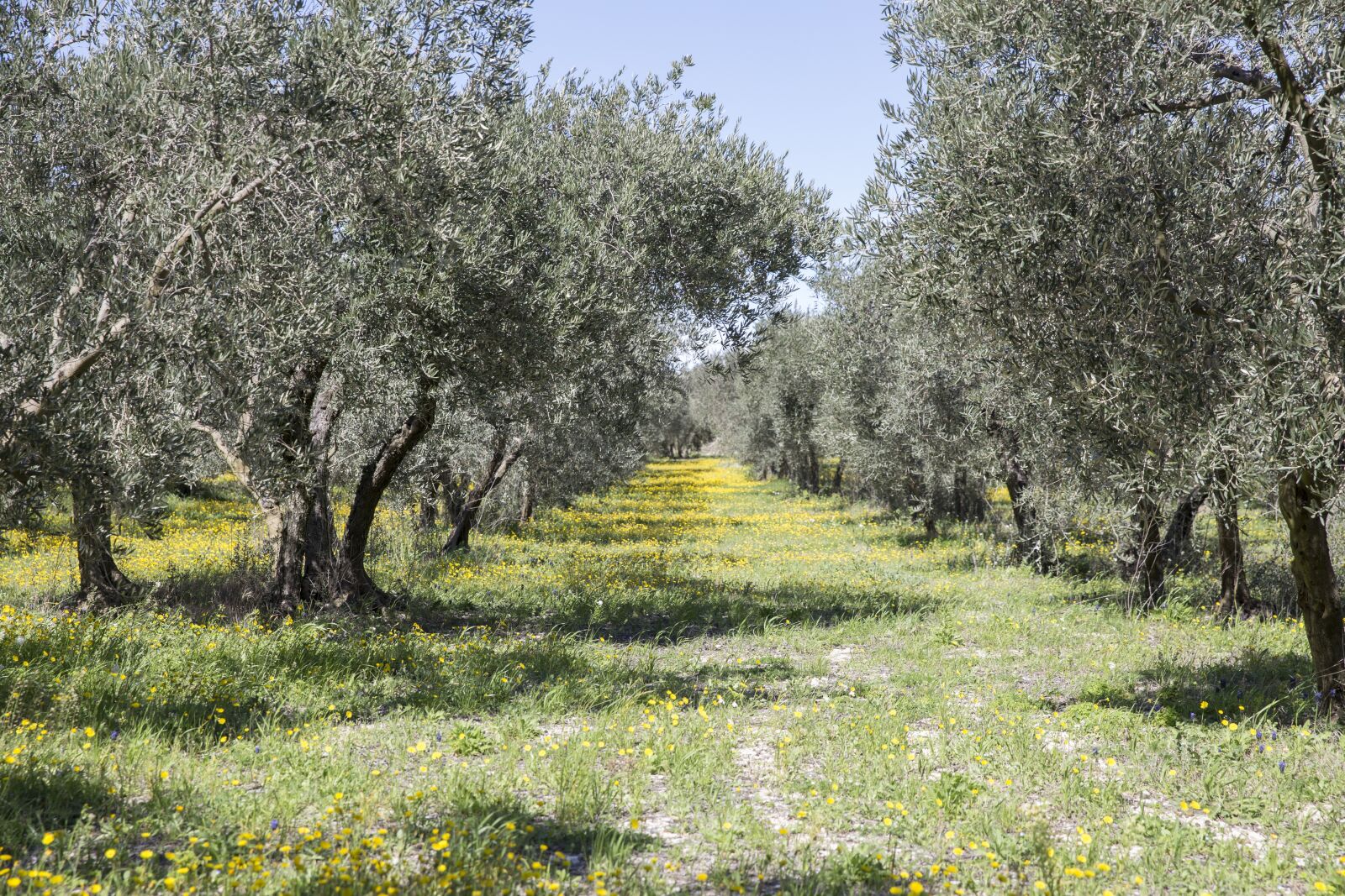 Canon EOS 6D sample photo. Provence, olivier, south photography