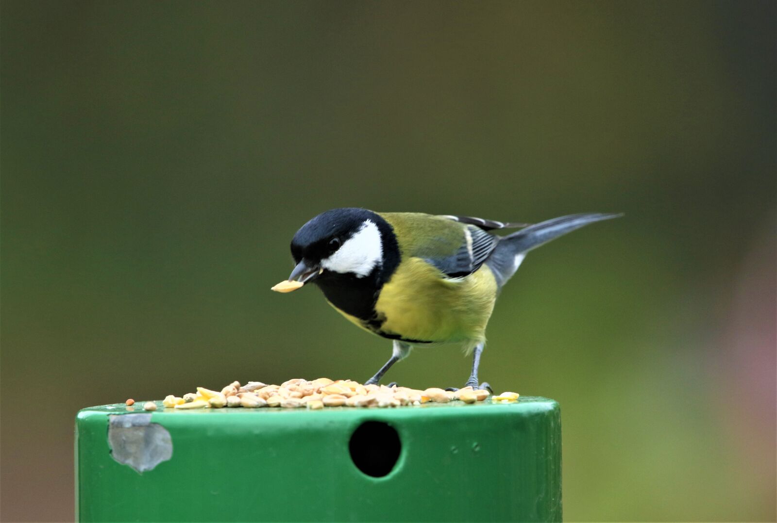 150-600mm F5-6.3 DG OS HSM | Contemporary 015 sample photo. Great tit, bird, nature photography