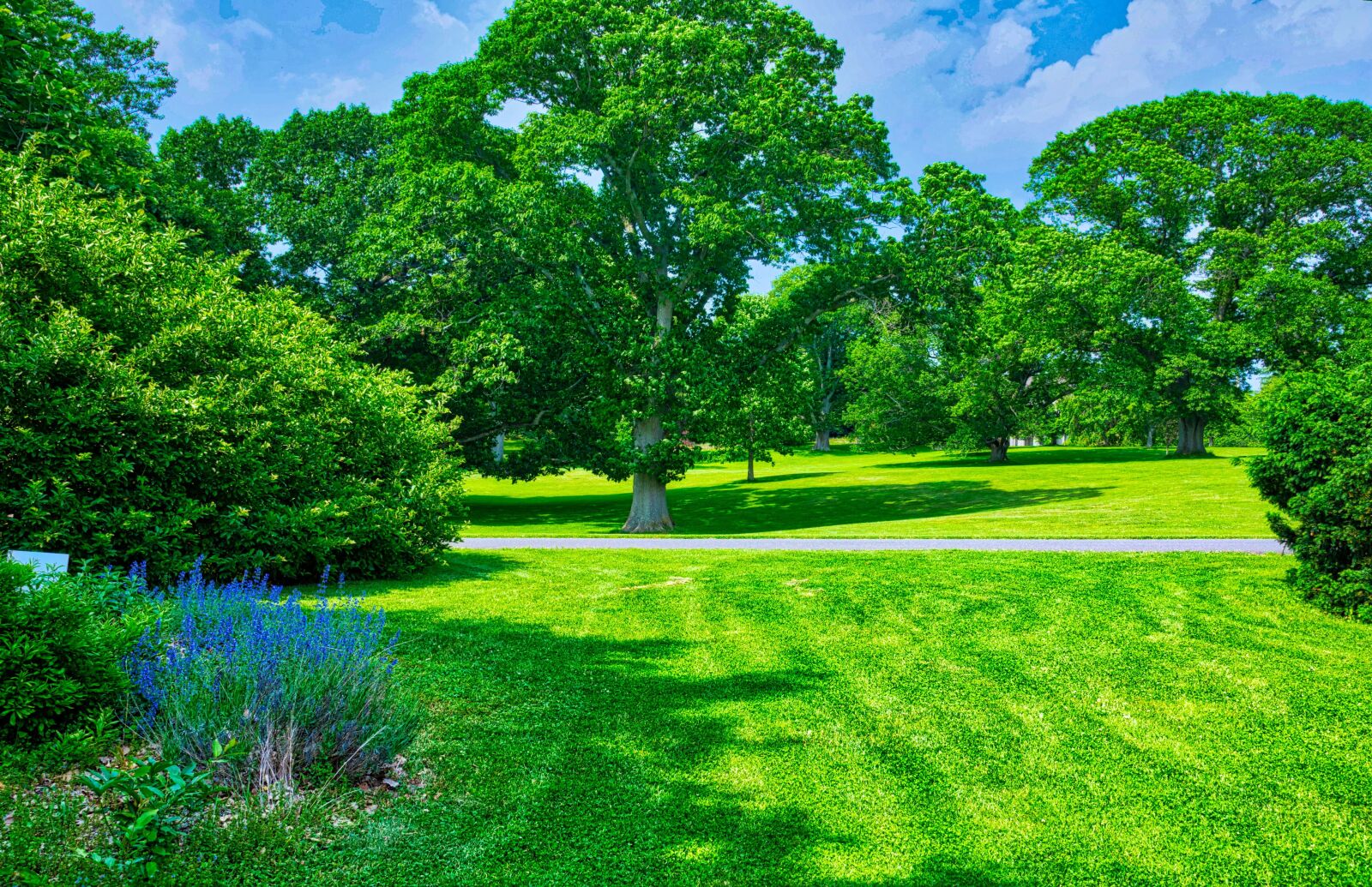 Nikon D750 sample photo. Trees, arboretum, hdr photography