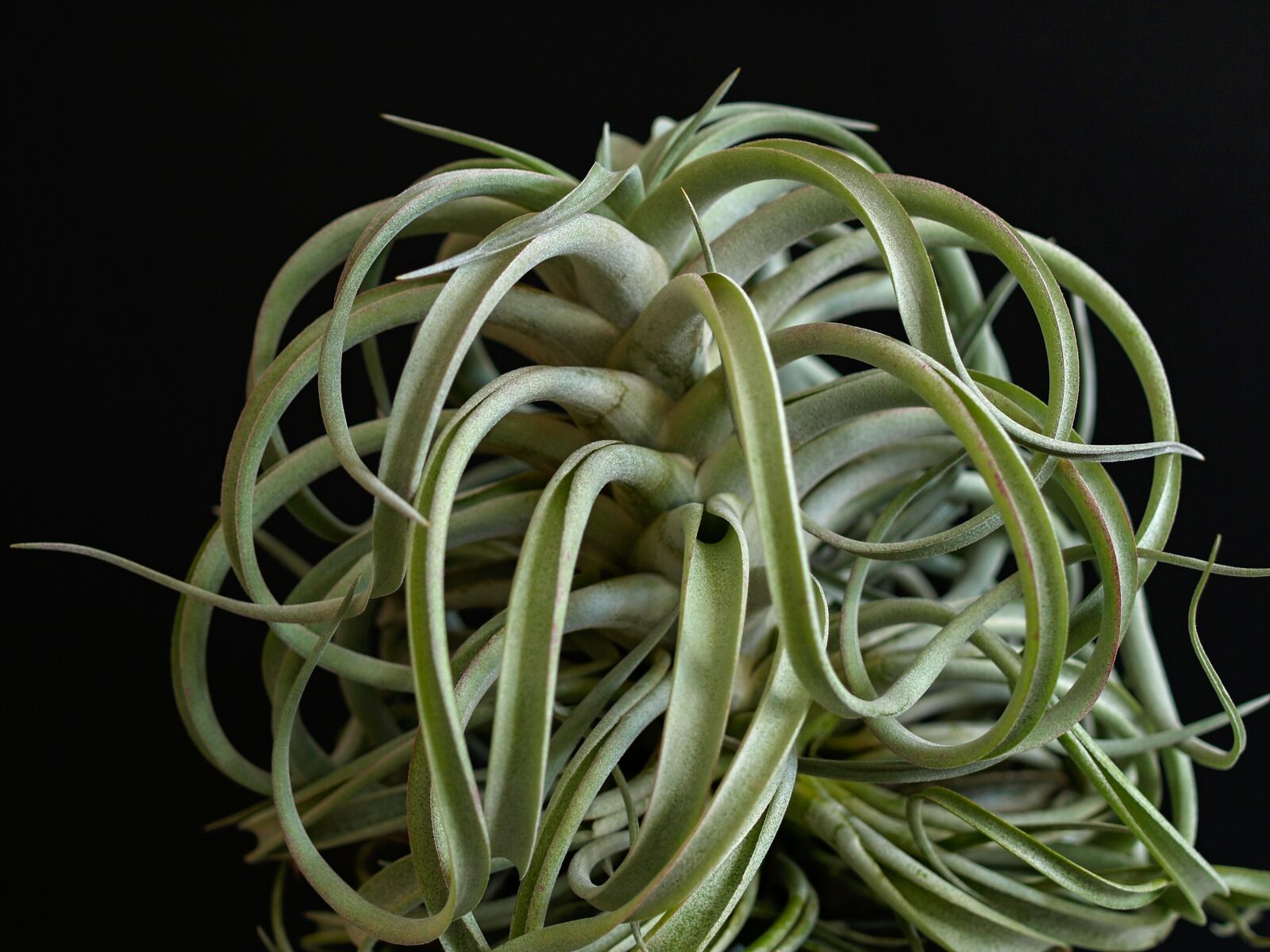 Olympus E-500 (EVOLT E-500) sample photo. Sukulent, plant, twisted photography