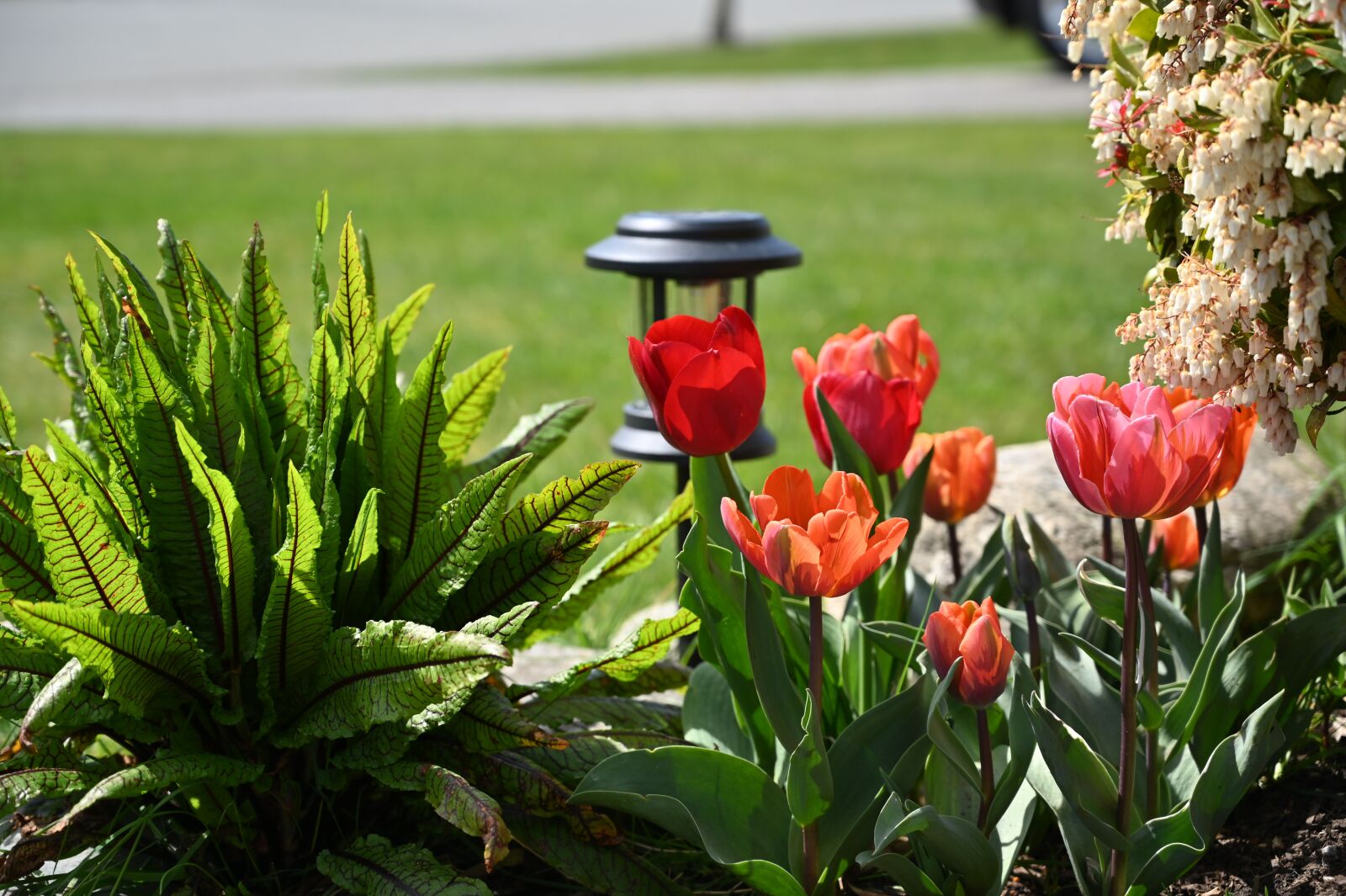 Nikon Z6 sample photo. Flowers, tulips, garden photography
