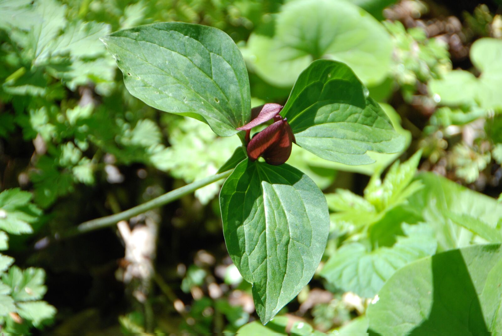 Nikon D80 sample photo. Trillium, woods, plant photography