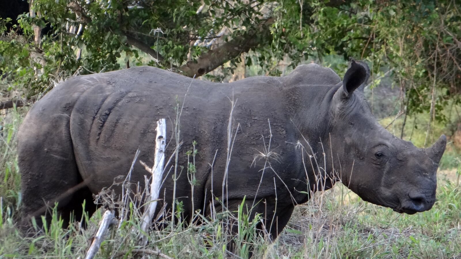 Sony Cyber-shot DSC-HX100V sample photo. Wildlife, africa, rhino photography