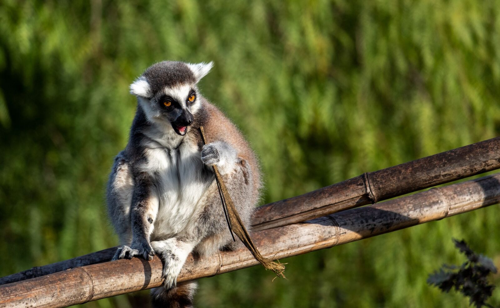 Canon EOS 1300D (EOS Rebel T6 / EOS Kiss X80) sample photo. Lemur catta, lemurs, madagascar photography