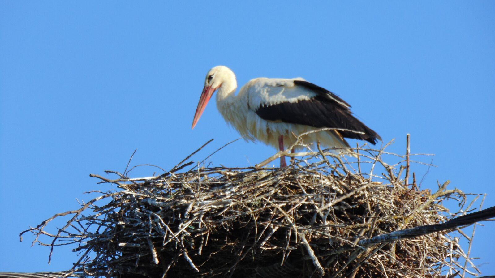 Sony Cyber-shot DSC-H300 sample photo. Bird, nature, wildlife photography