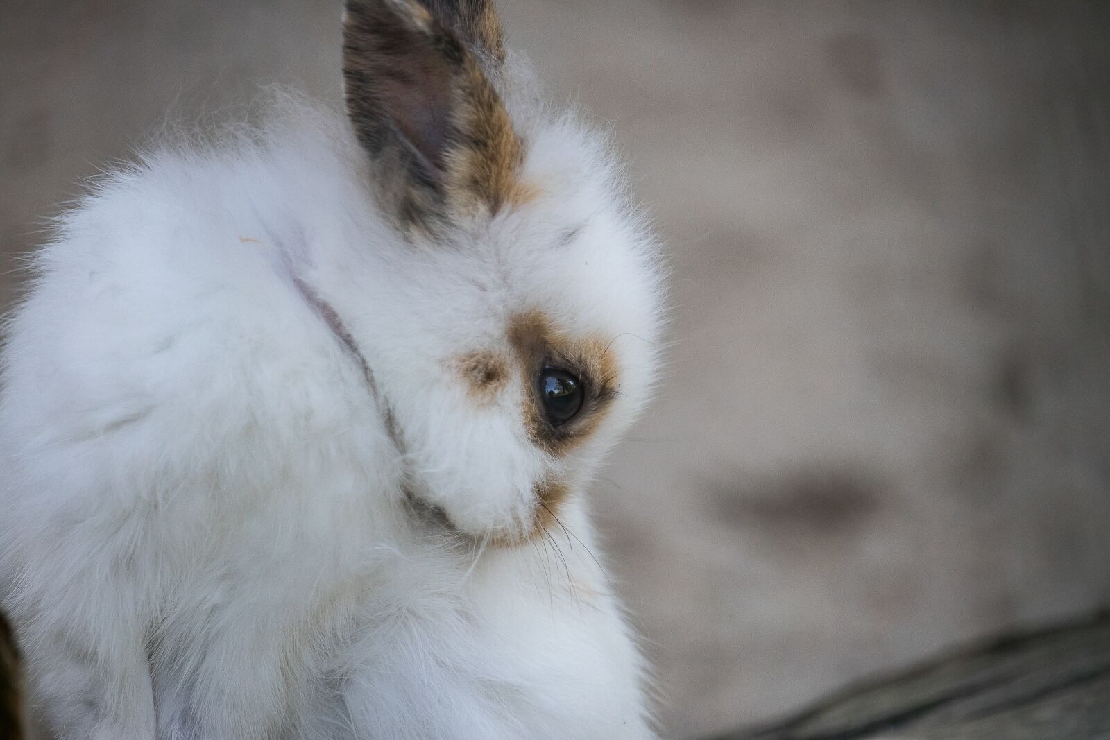 Canon EF-S 55-250mm F4-5.6 IS STM sample photo. Rabbit, hare, animal photography